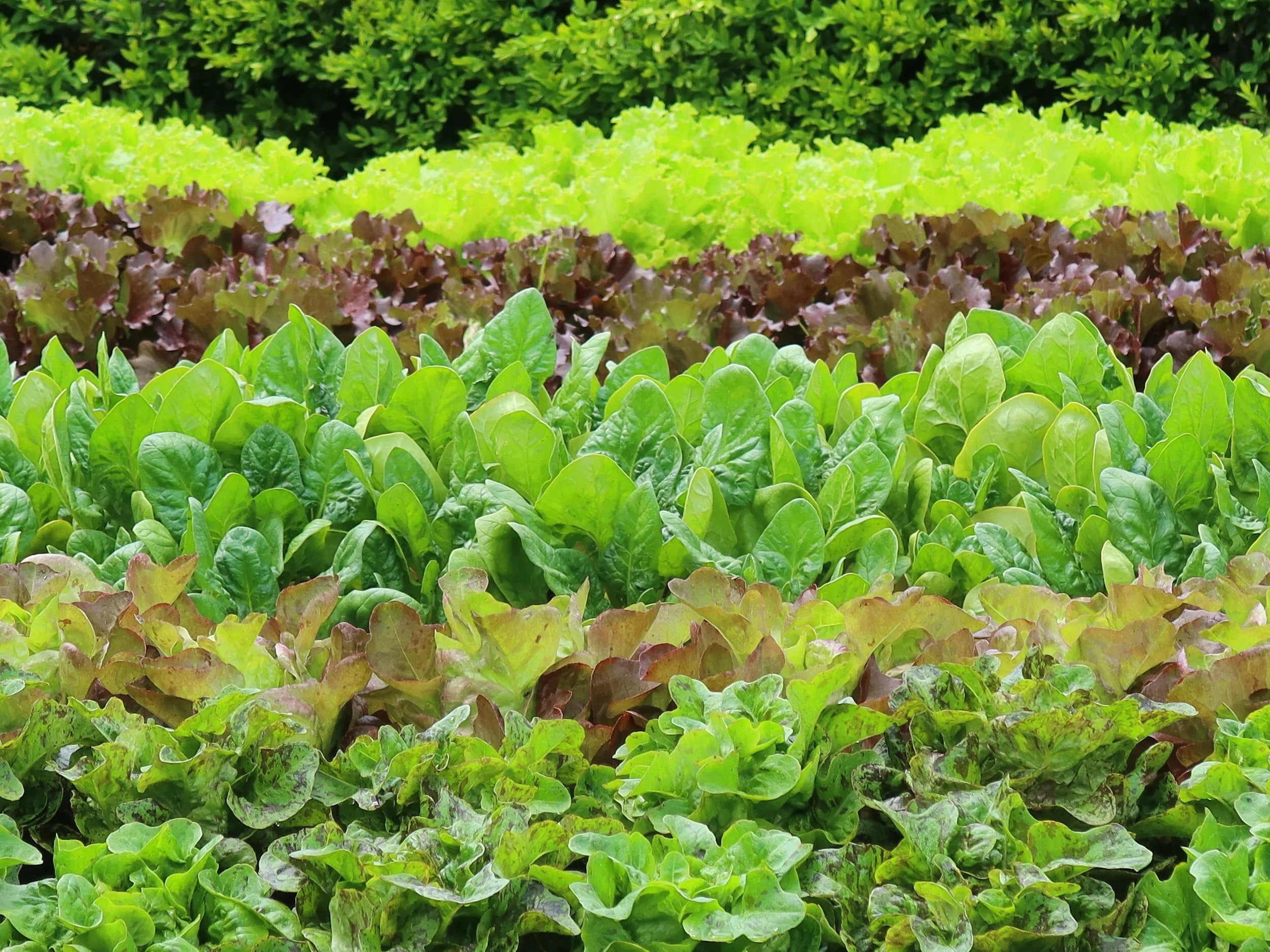 Growing Romaine Lettuce: A Complete Guide