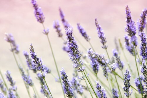 Best Lavender Companion Plants & Plants to Avoid