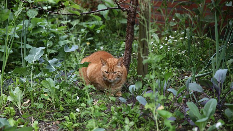 Scaredy Cat plant Coleus Canina keep cats out of your garden