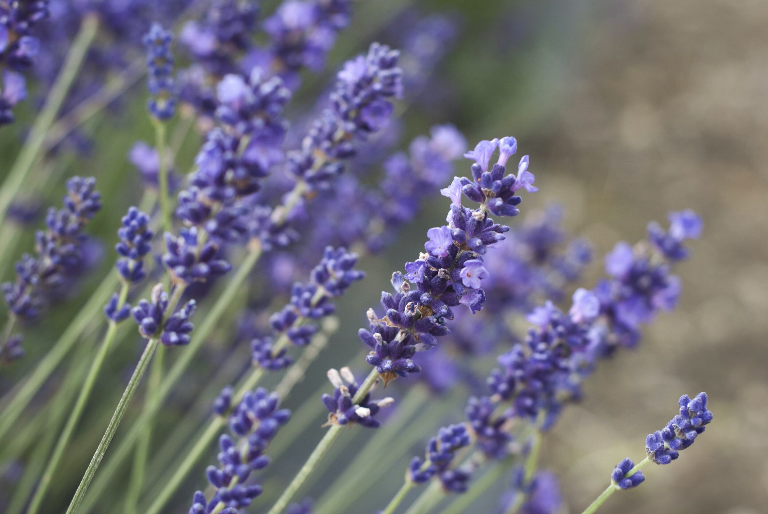 How to Take Lavender Cuttings A StepbyStep Guide — Meadowlark Journal