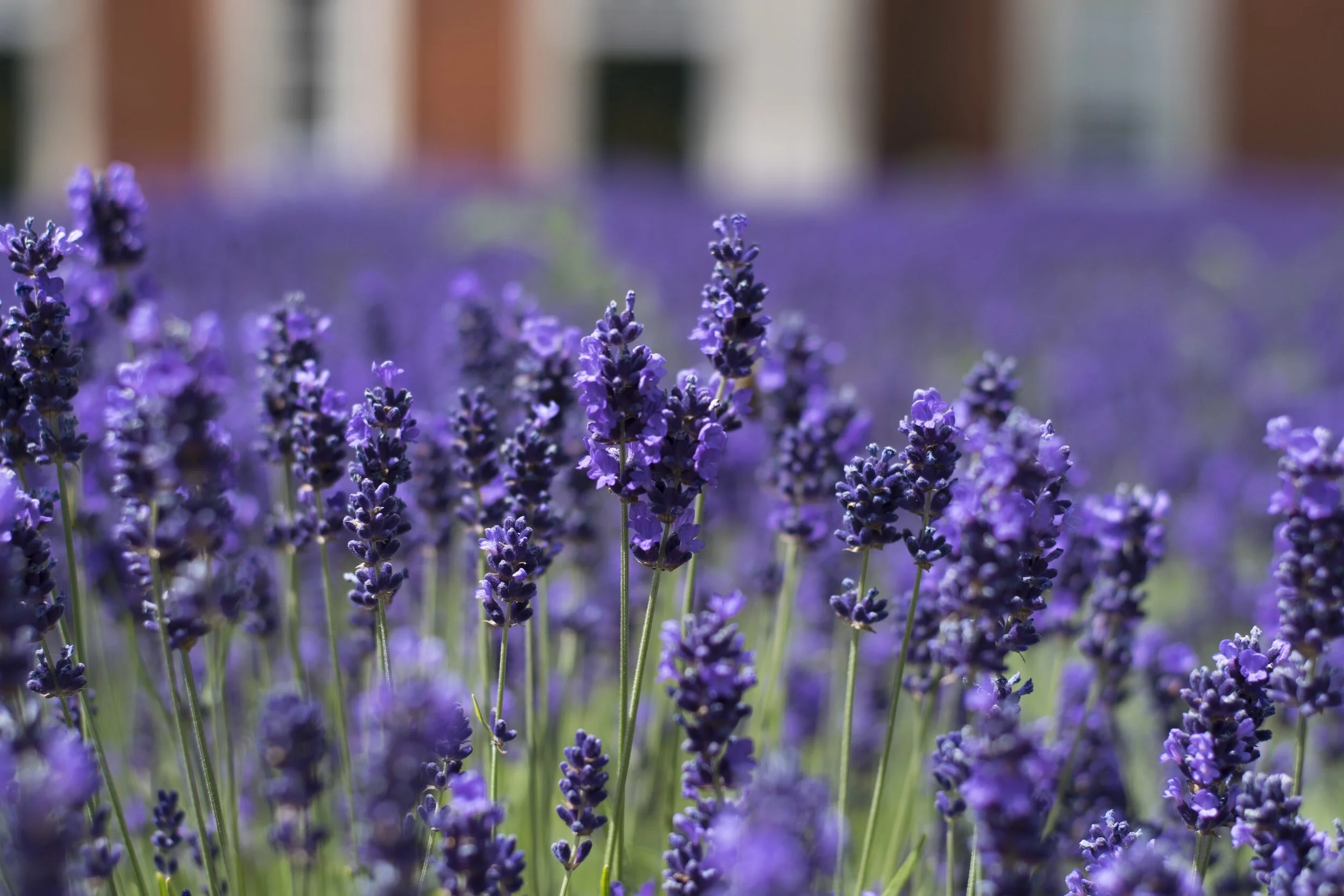 How to Take Lavender Cuttings A StepbyStep Guide — Meadowlark Journal