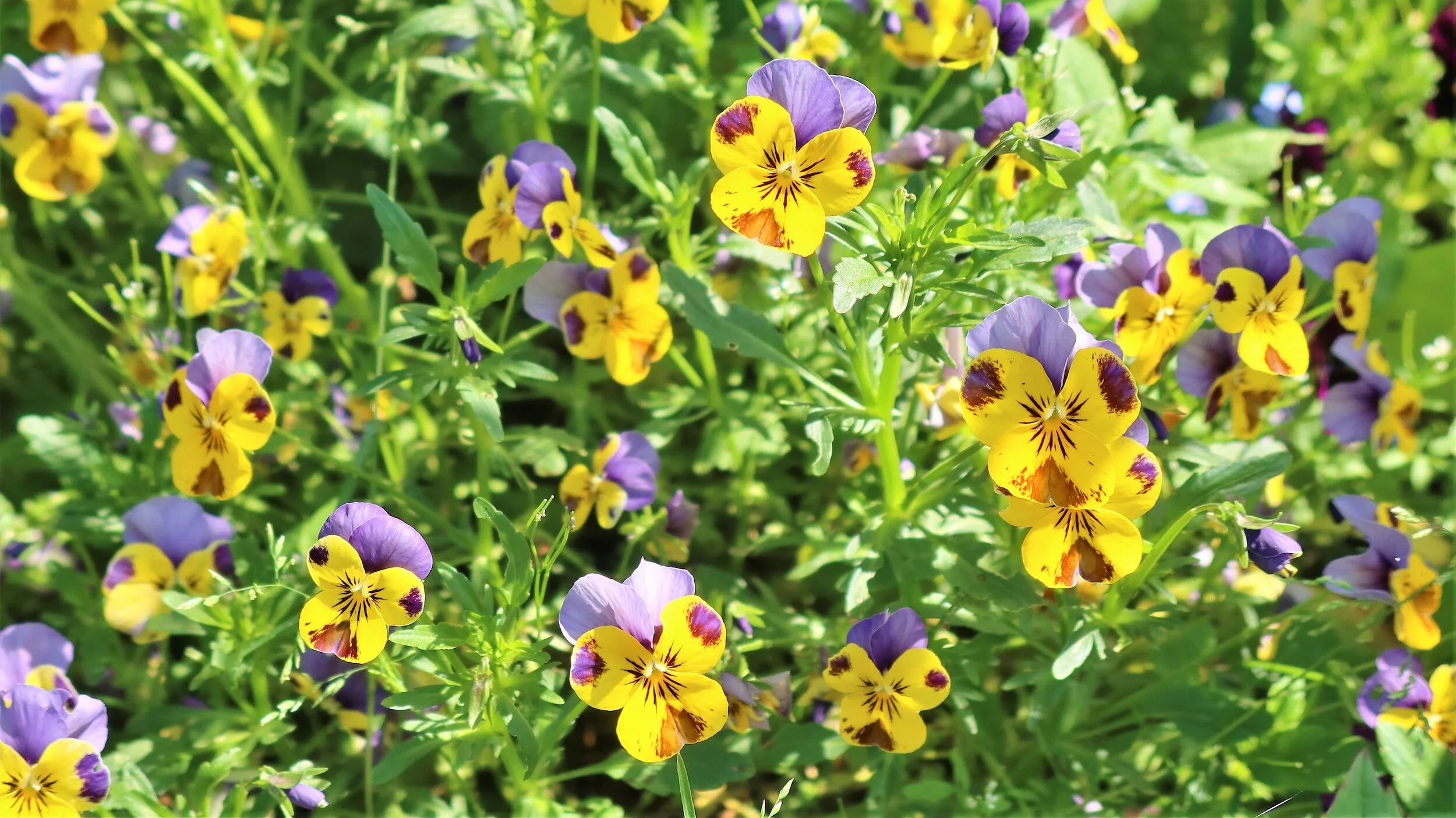 The 10 Best Autumn Bedding Plants — Meadowlark Journal