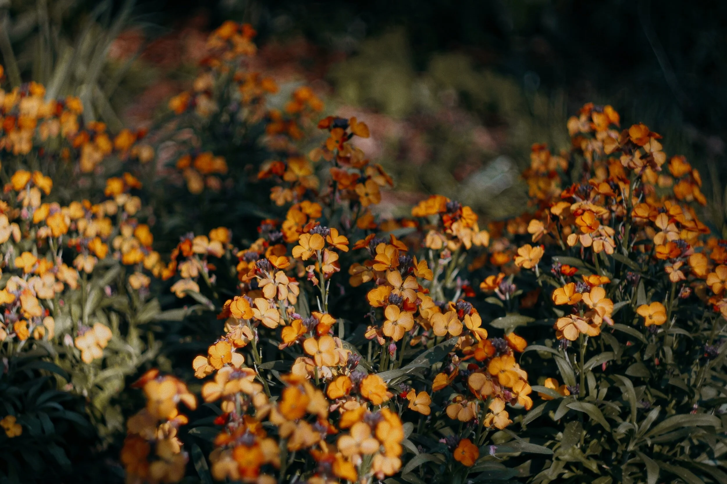 The 10 Best Autumn Bedding Plants — Meadowlark Journal