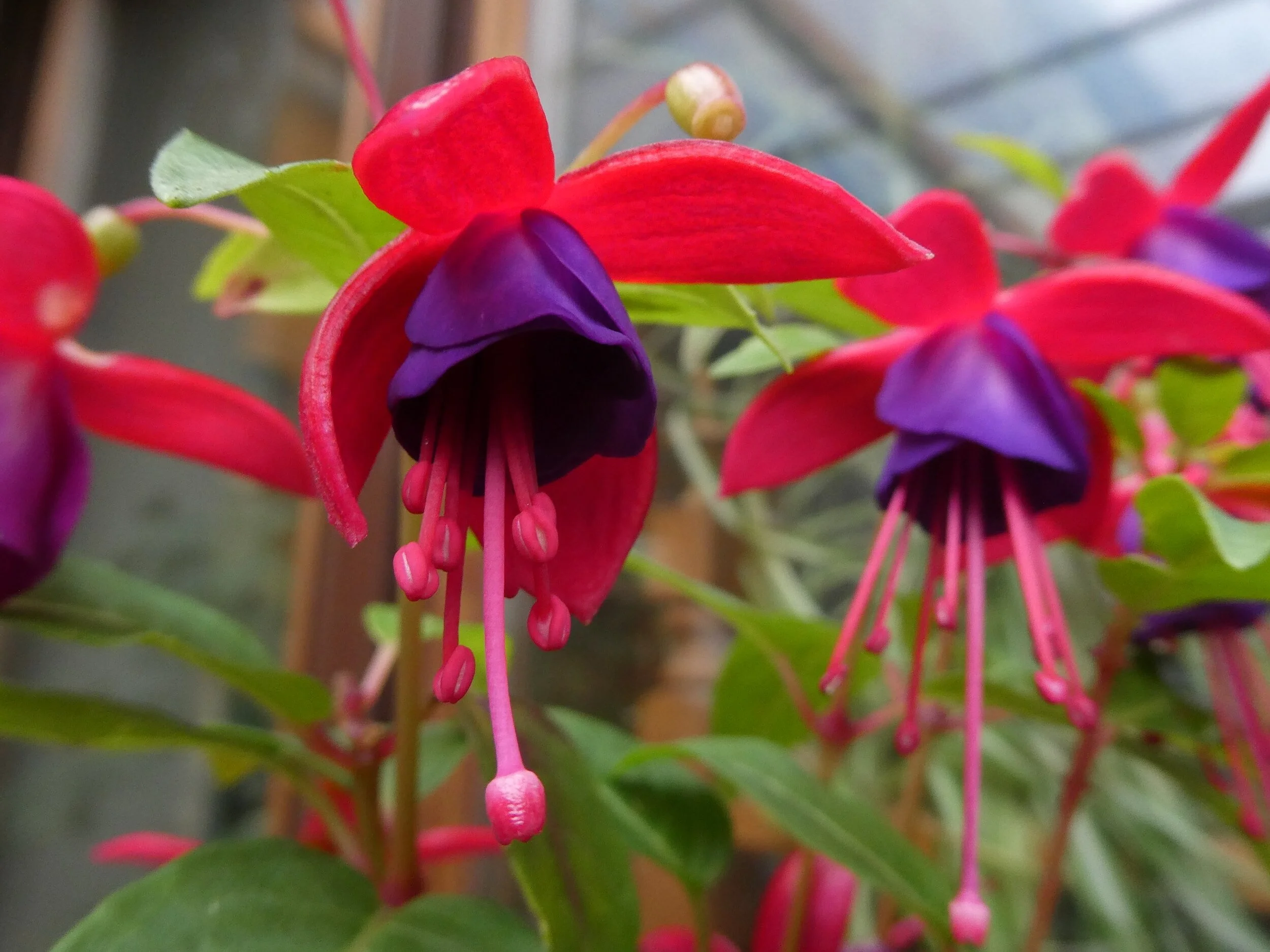 laser fuchsia