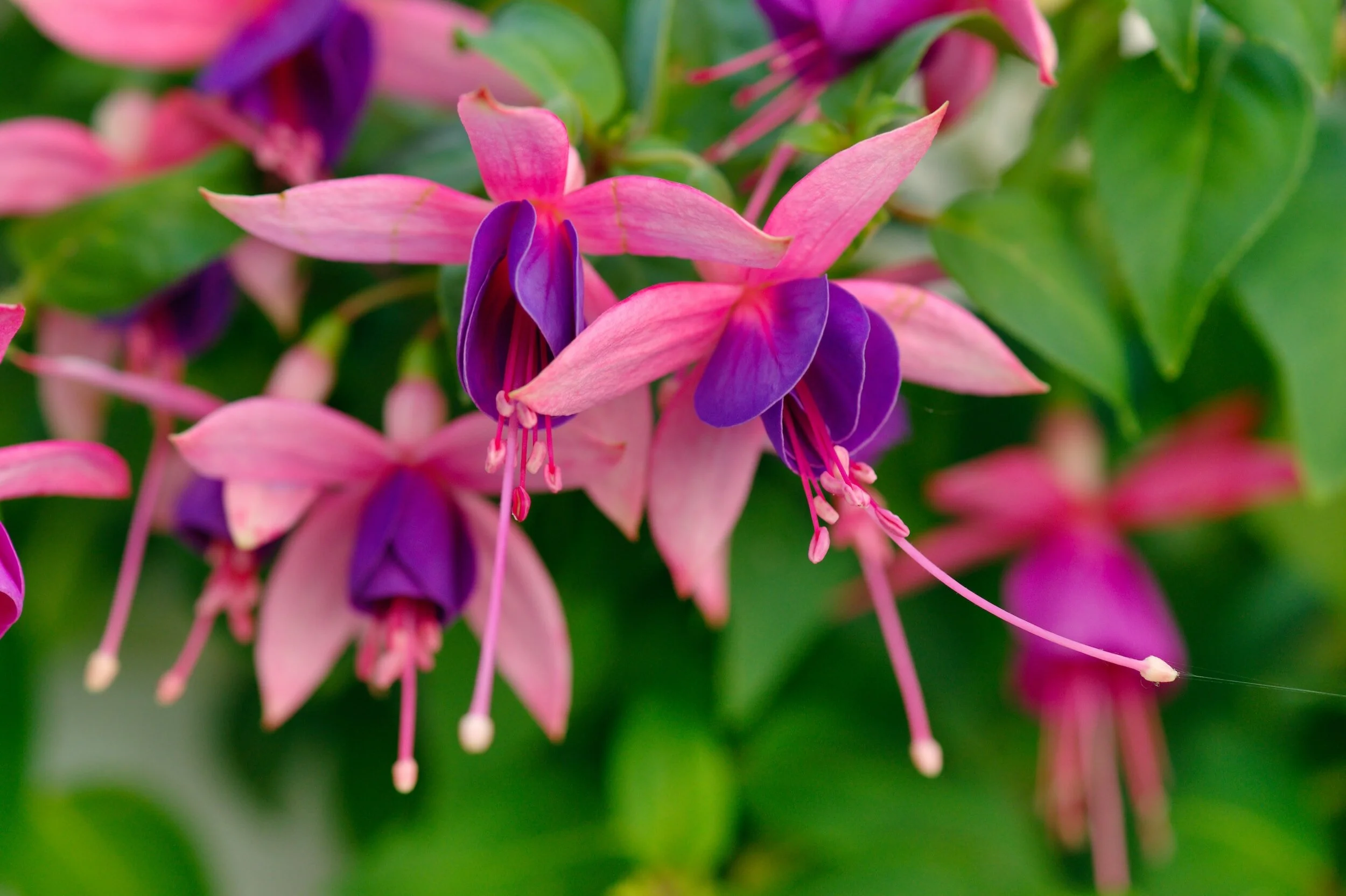 laser fuchsia