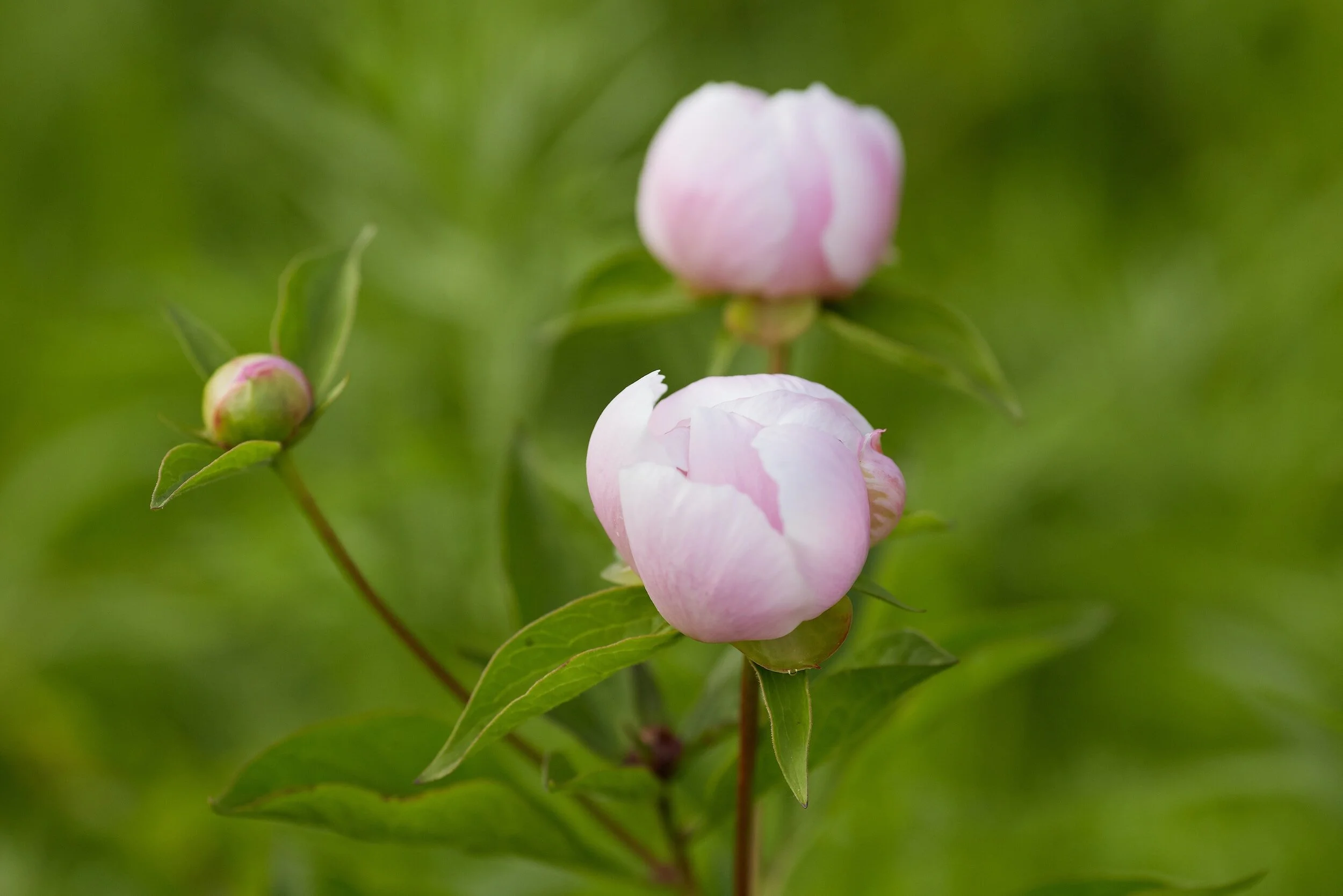 How to Fertilize Peonies for Spectacular Blooms — Meadowlark Journal