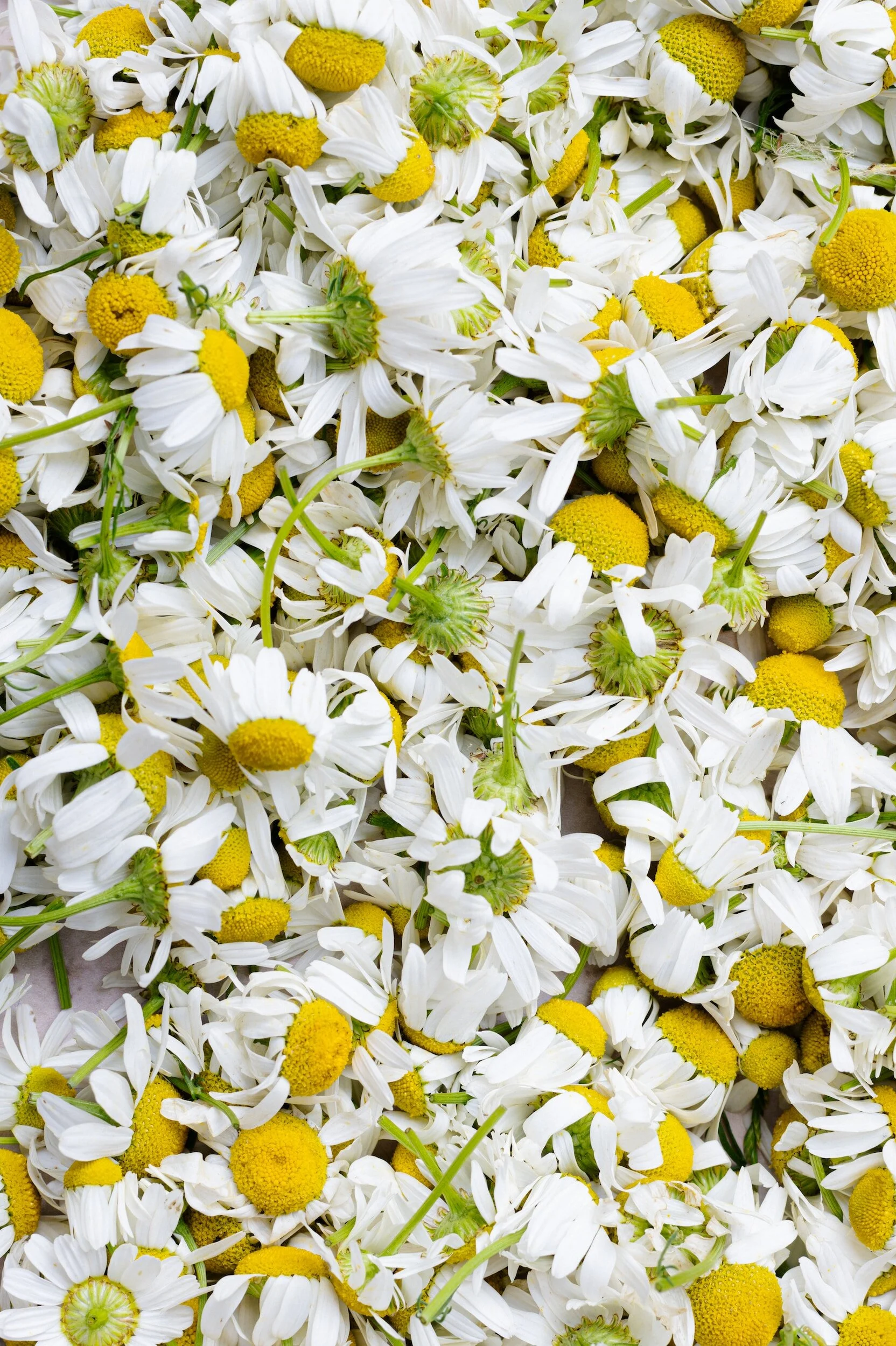 Harvesting Chamomile From Garden to Teacup — Meadowlark Journal