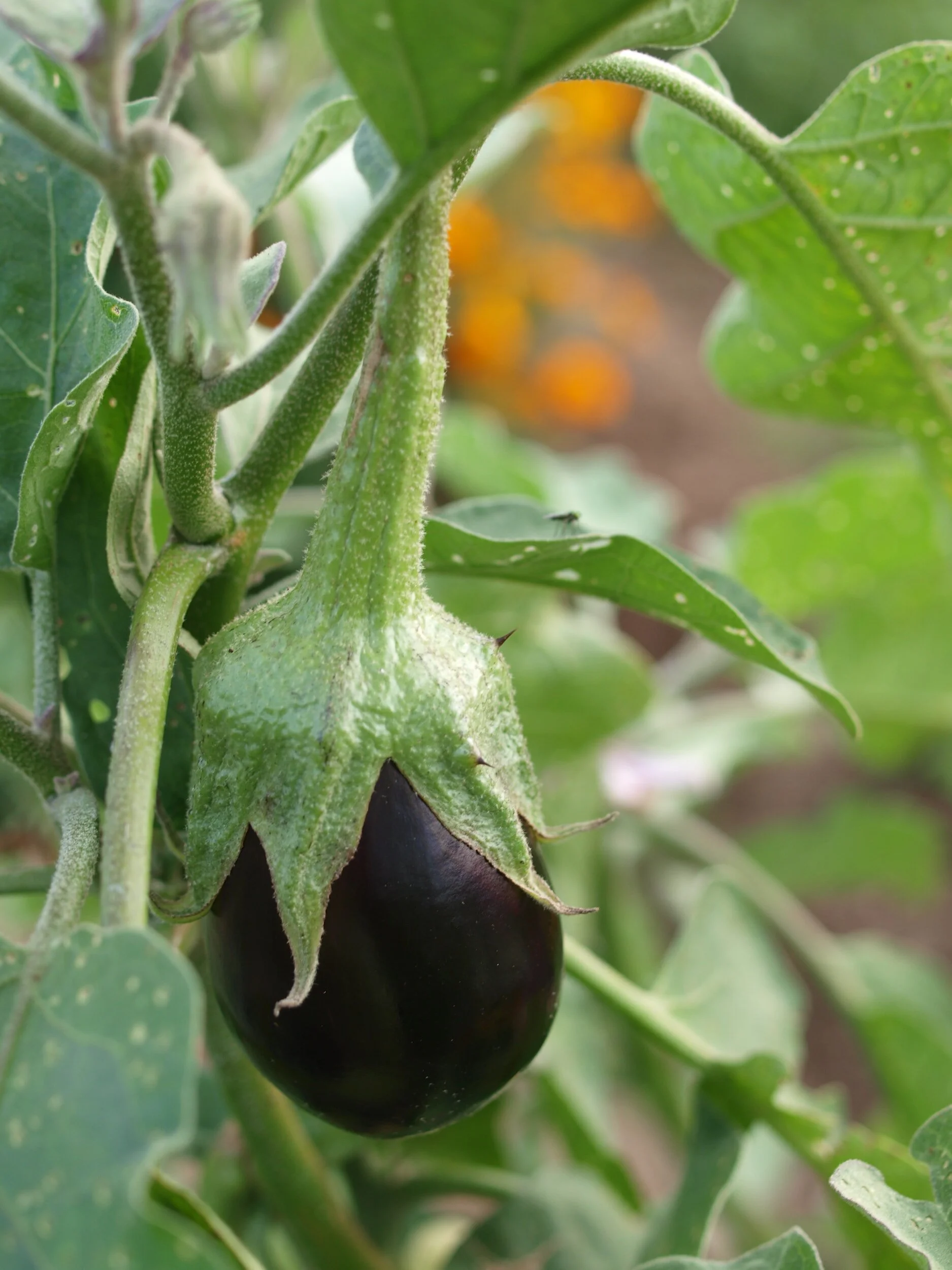 The Best Eggplant Companion Plants — Meadowlark Journal