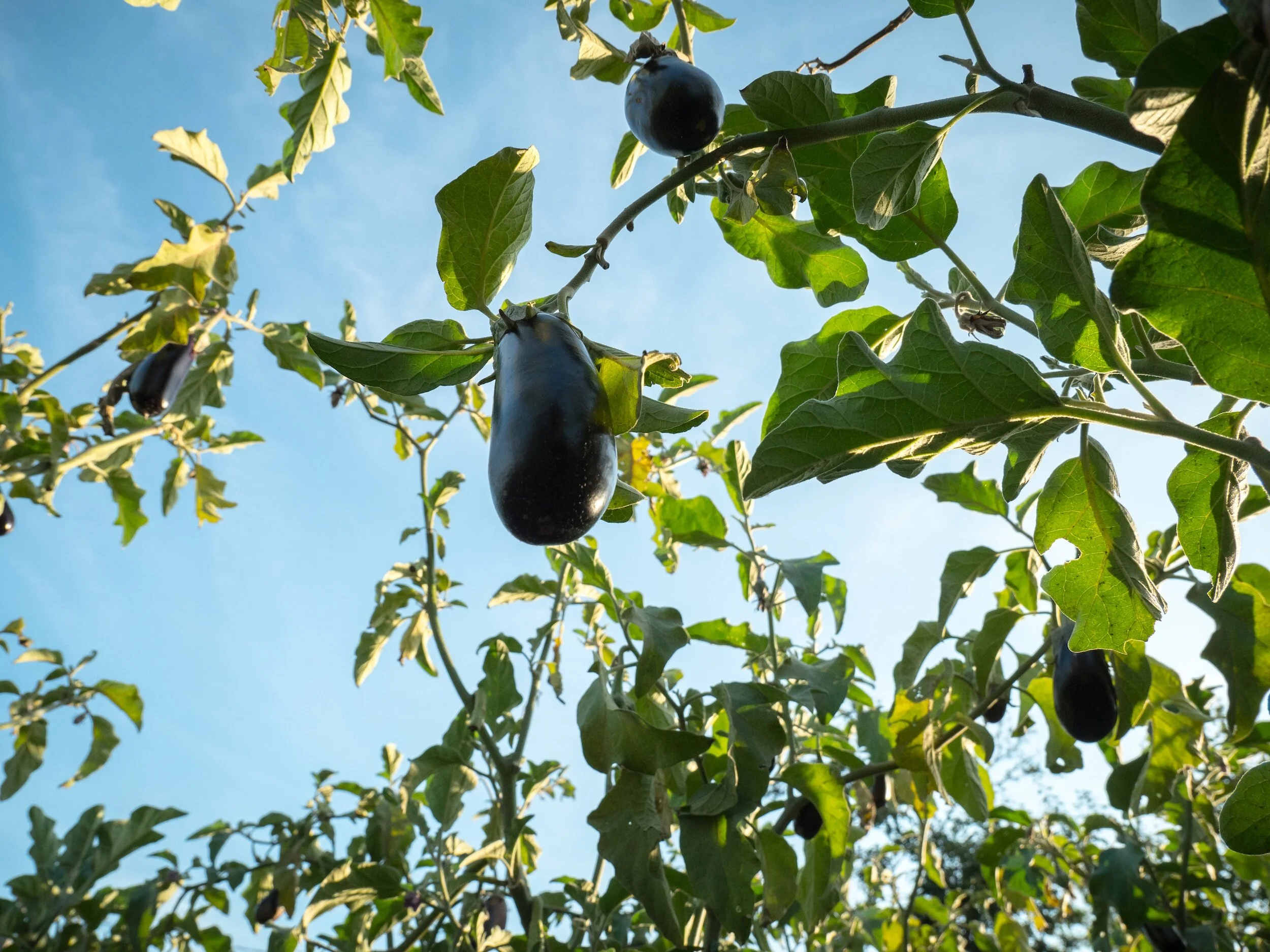 The Best Eggplant Companion Plants — Meadowlark Journal