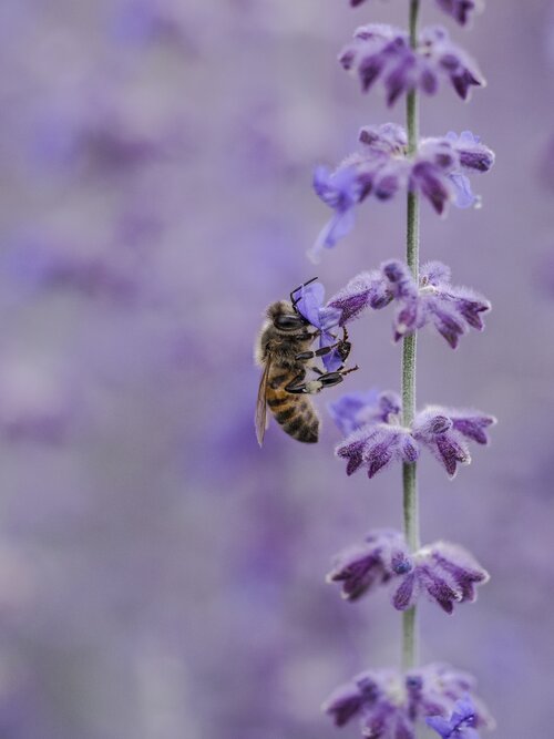 When Does Lavender Bloom?