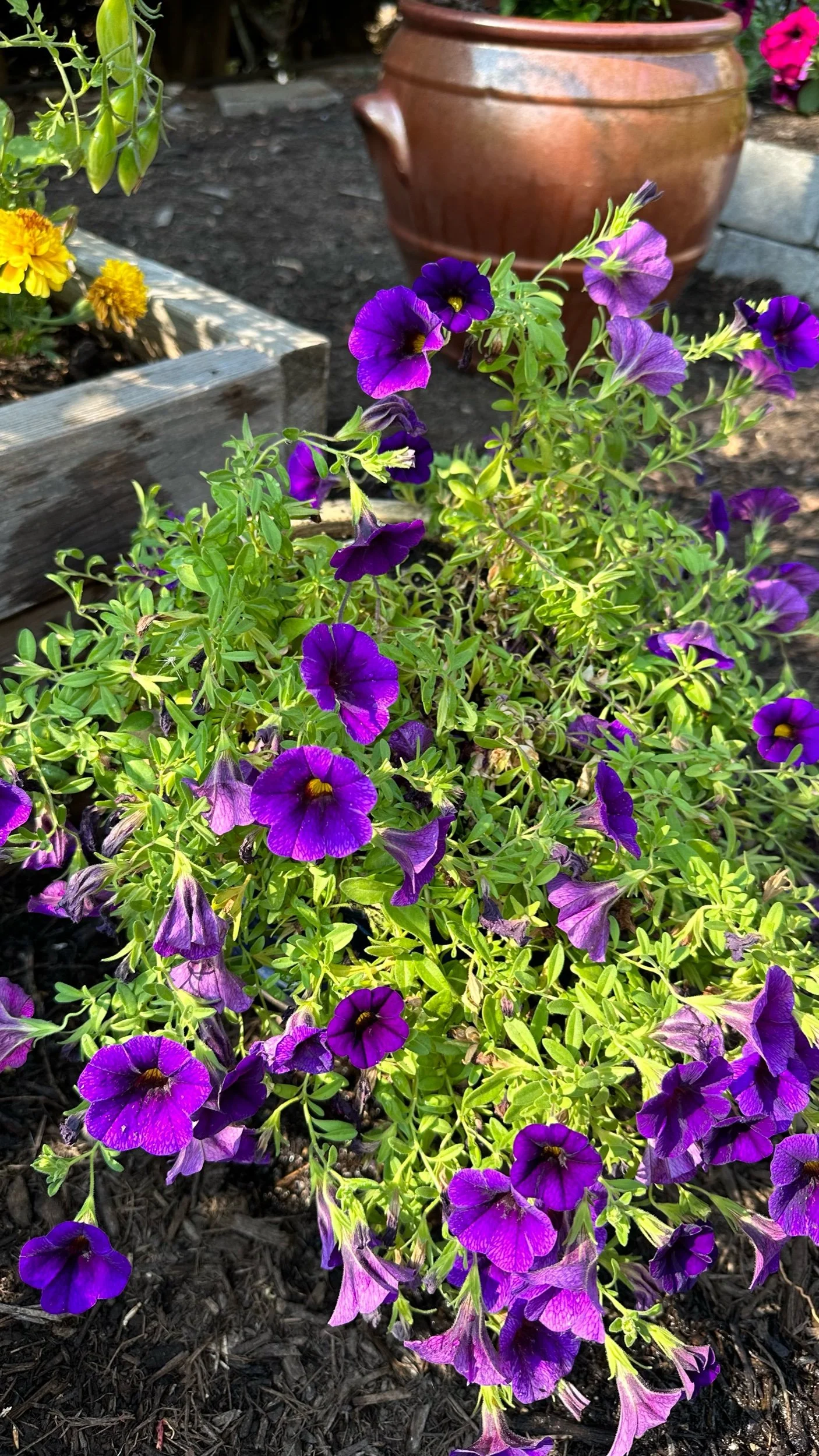 The 5 Best Bedding Plants for Summer