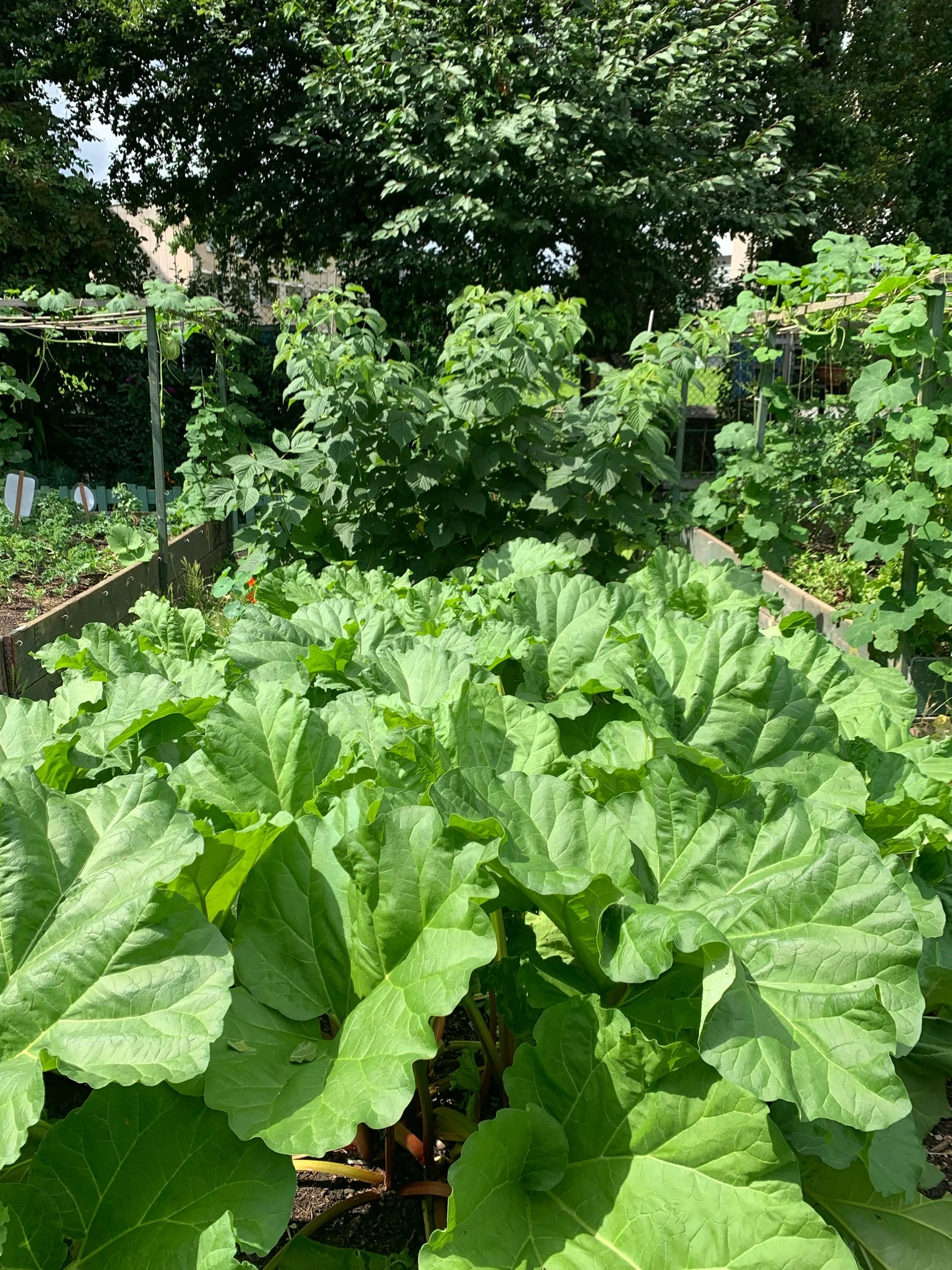 Rhubarb Companion Planting: Do's and Don'ts