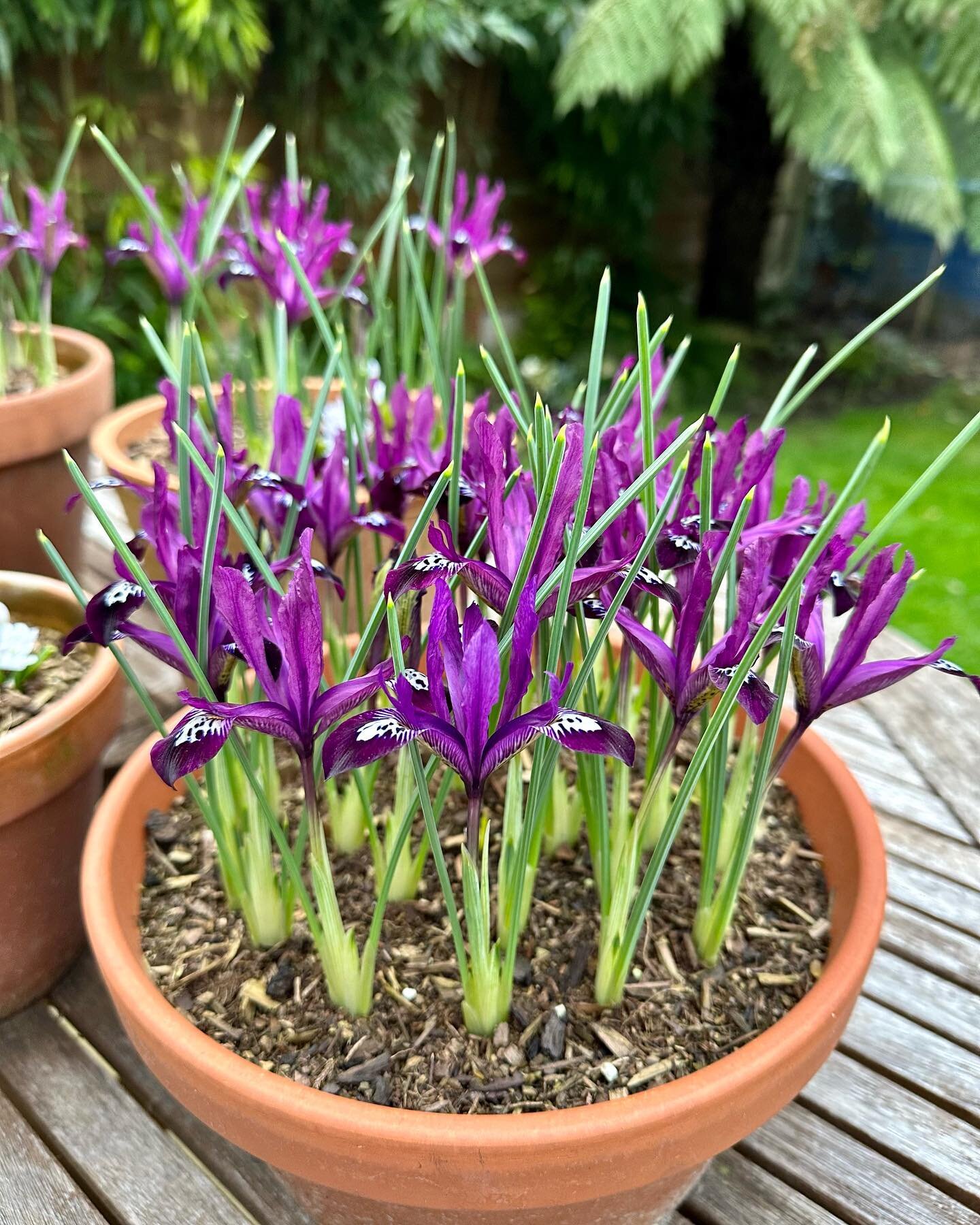 Beginning to think about my bulb order for this year, and thinking about growing these Iris reticulata &lsquo;Harmony&rsquo; from @sarahravensgarden again. What do you think? What bulbs do you have your eye on?