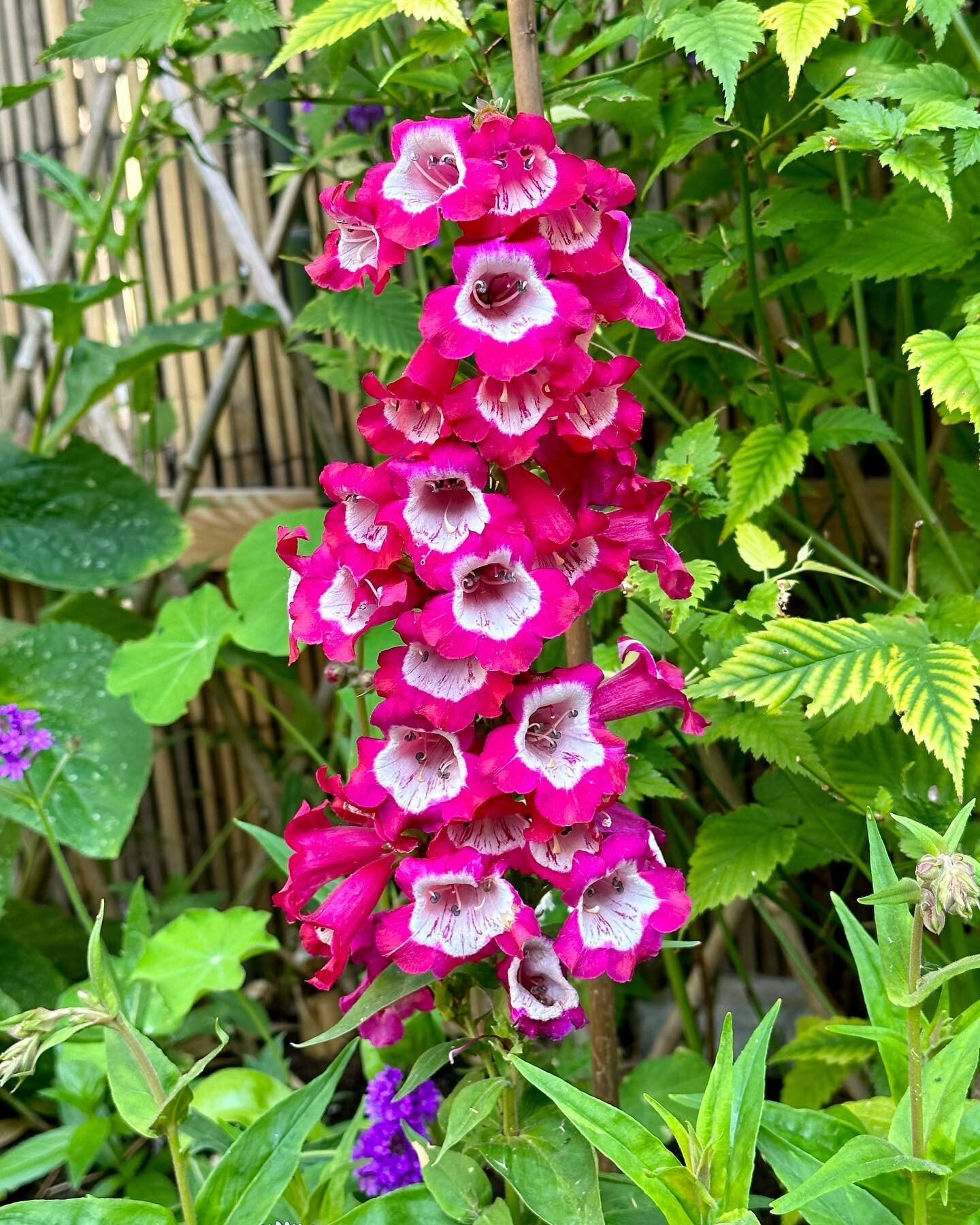 Penstemon. A favorite in the garden this year. It is a really resilient drought-tolerant perennial with flowers that attract all kinds of pollinators. Big hairy bumble bees seem to love it! Bought this one from @stevens.of.sibsey my absolute favorite