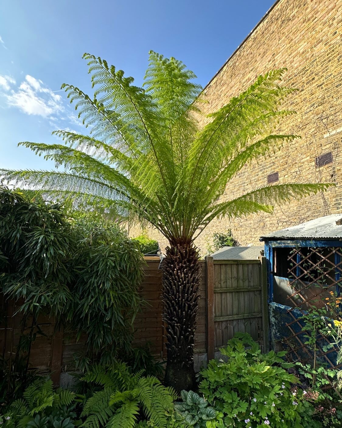 Up on the blog today is a post dedicated to caring for tree ferns. Everything from how to choose the right variety to how to water them (spoiler: you need to water the crown and trunk as they have aerial roots!) This is a pic of my tree fern in the b