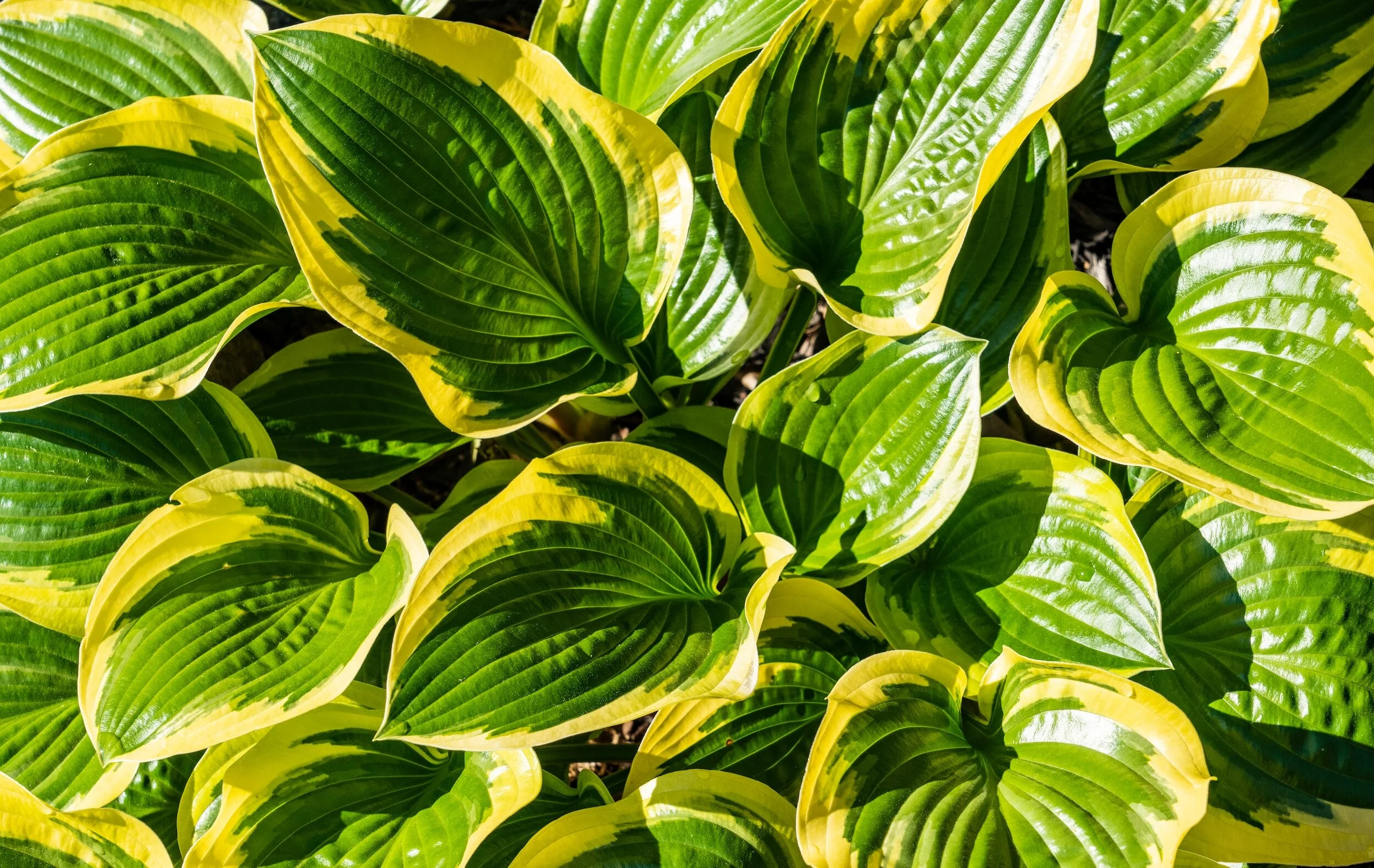 How to Grow Hostas from Seed — Meadowlark Journal