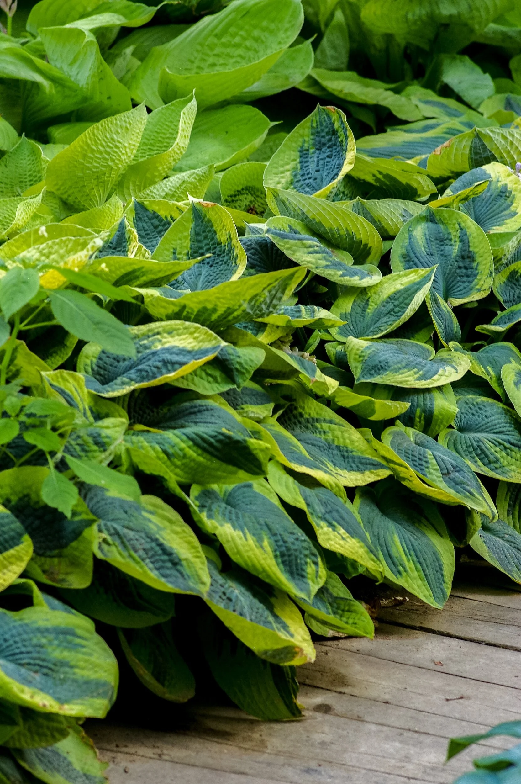 How to Grow Hostas from Seed — Meadowlark Journal