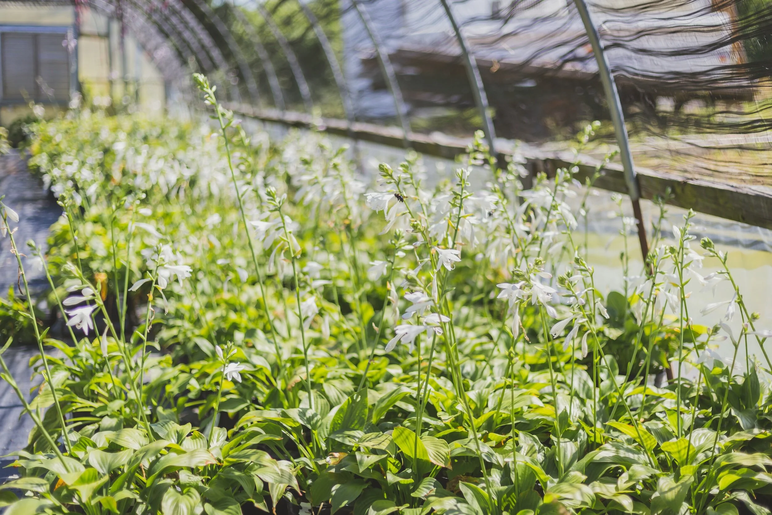 How to Grow Hostas from Seed — Meadowlark Journal