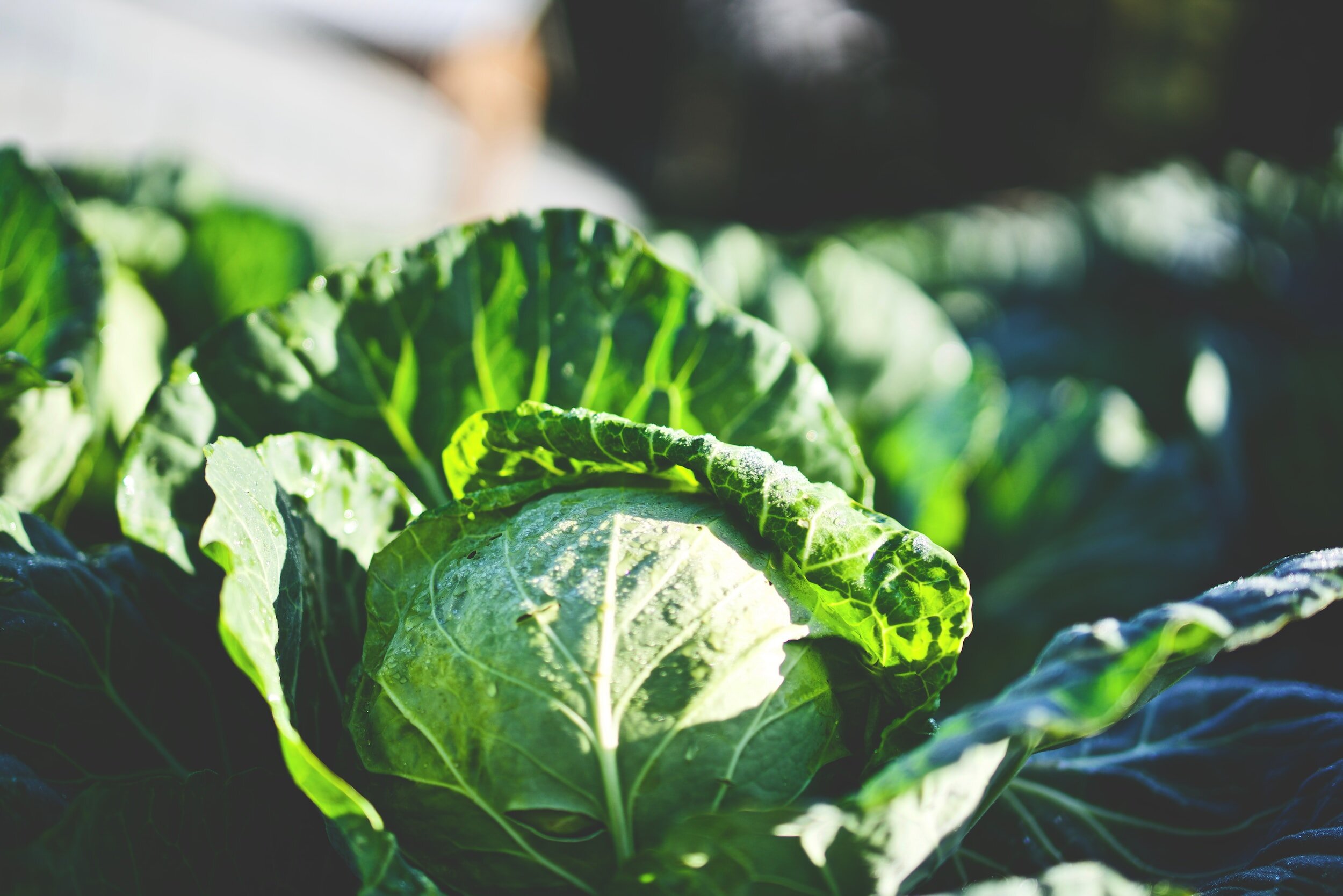 Recognizing Signs of Maturity and Harvesting Cabbage at the Right Time