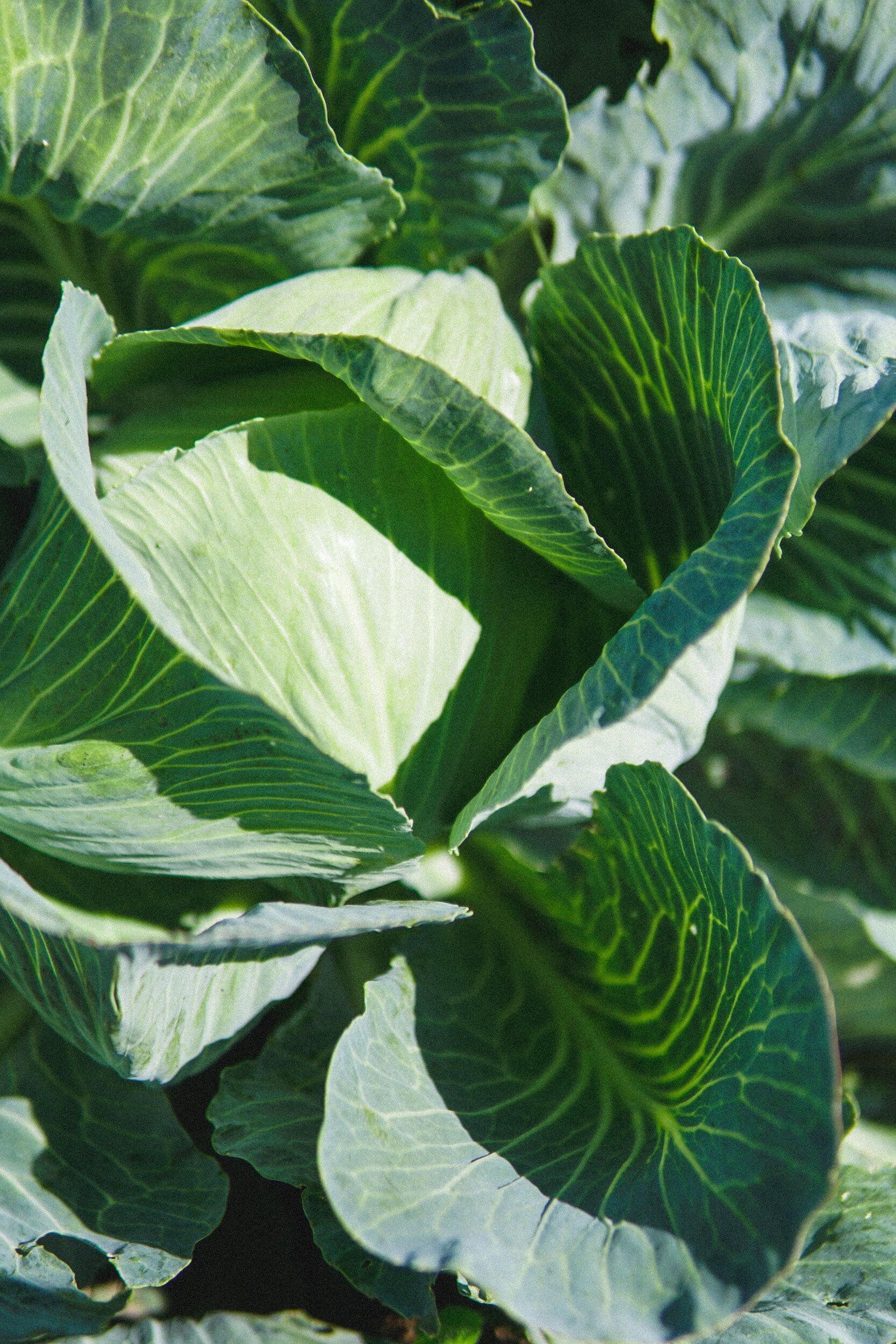 Growing Cabbages in Containers — Meadowlark Journal