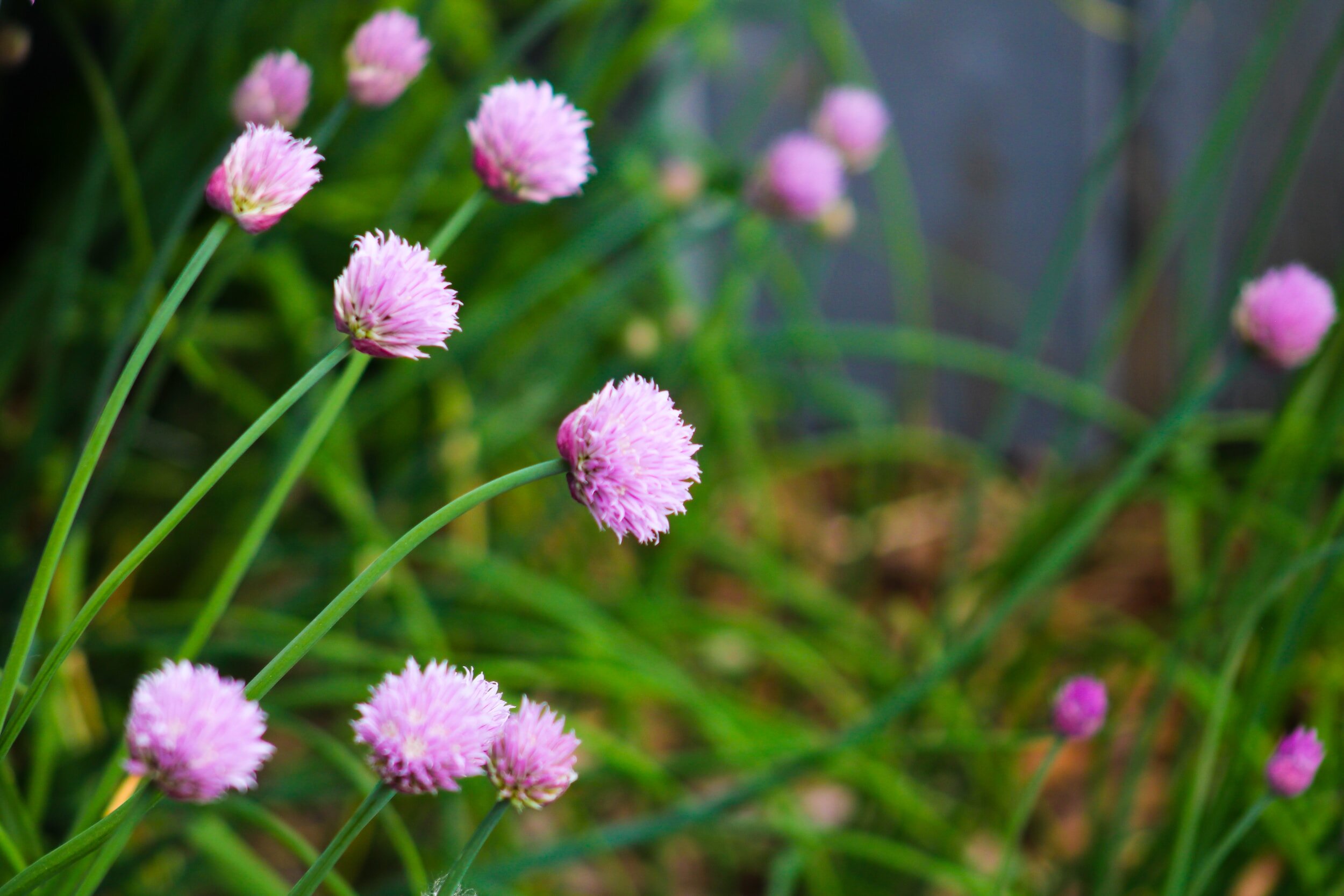 Growing Chives in Pots The Ultimate Guide — Meadowlark Journal