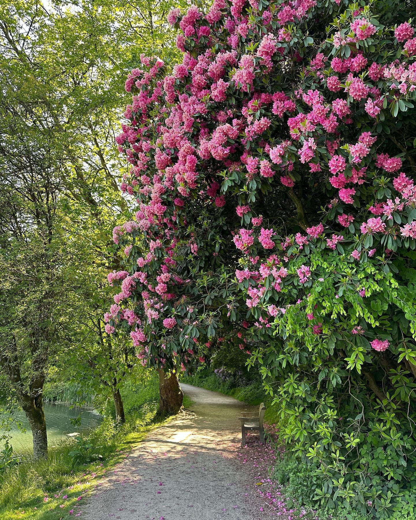 Rainy day today and writing about the beauty of rhododendrons and azaleas (and how to tell the difference between the two). Got me thinking about an incredible trip to @ntstourhead this June when we stumbled upon an amazing display of rhododendrons a