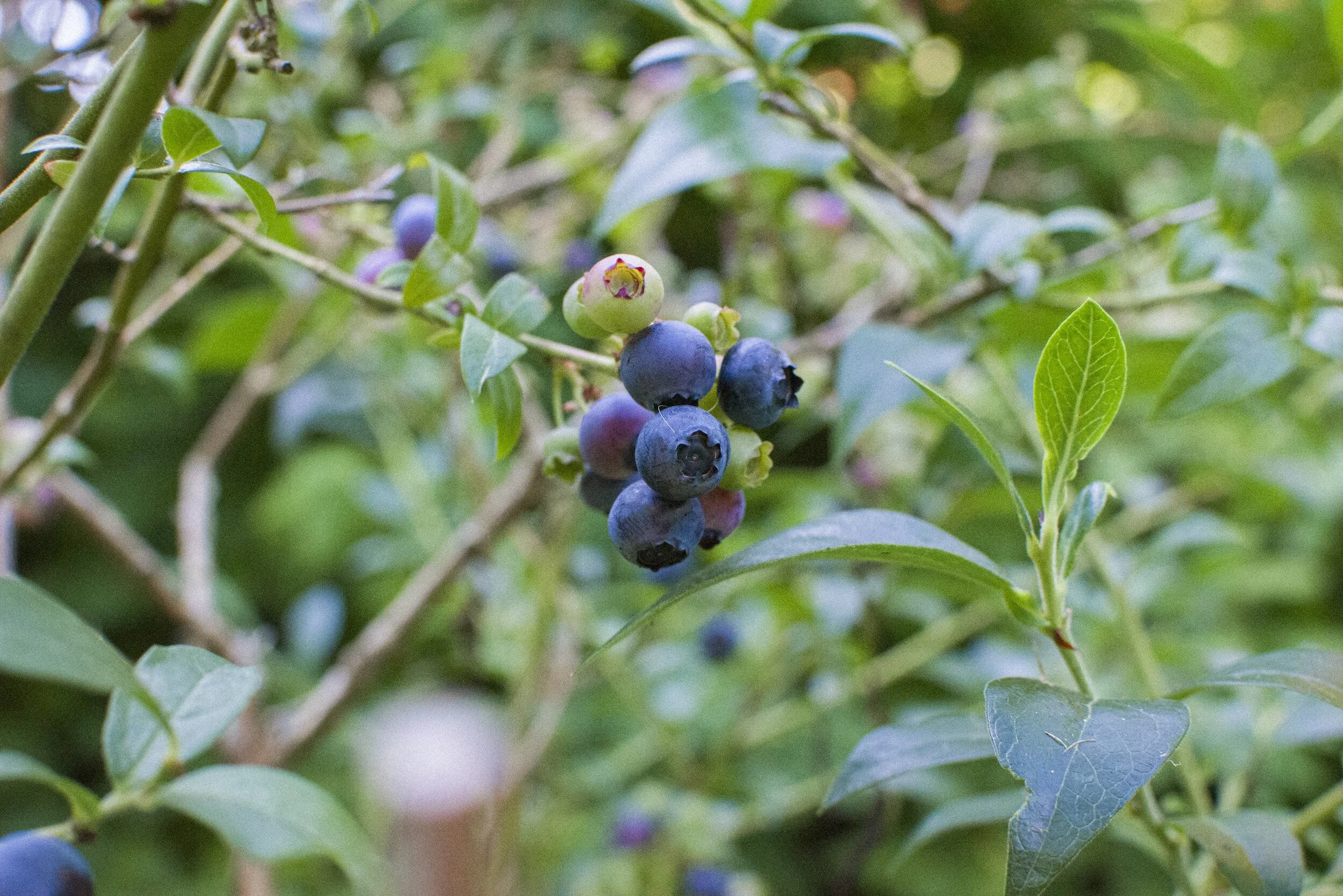 Growing Blueberries in Containers Simplified
