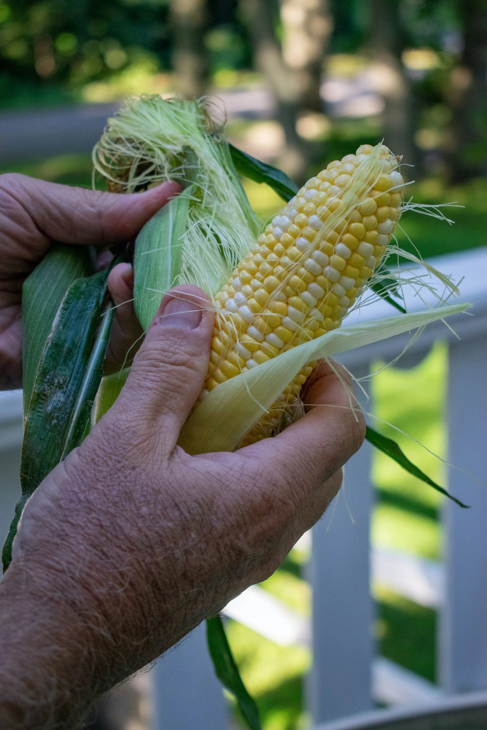 Growing Corn in Containers Made Easy — Meadowlark Journal
