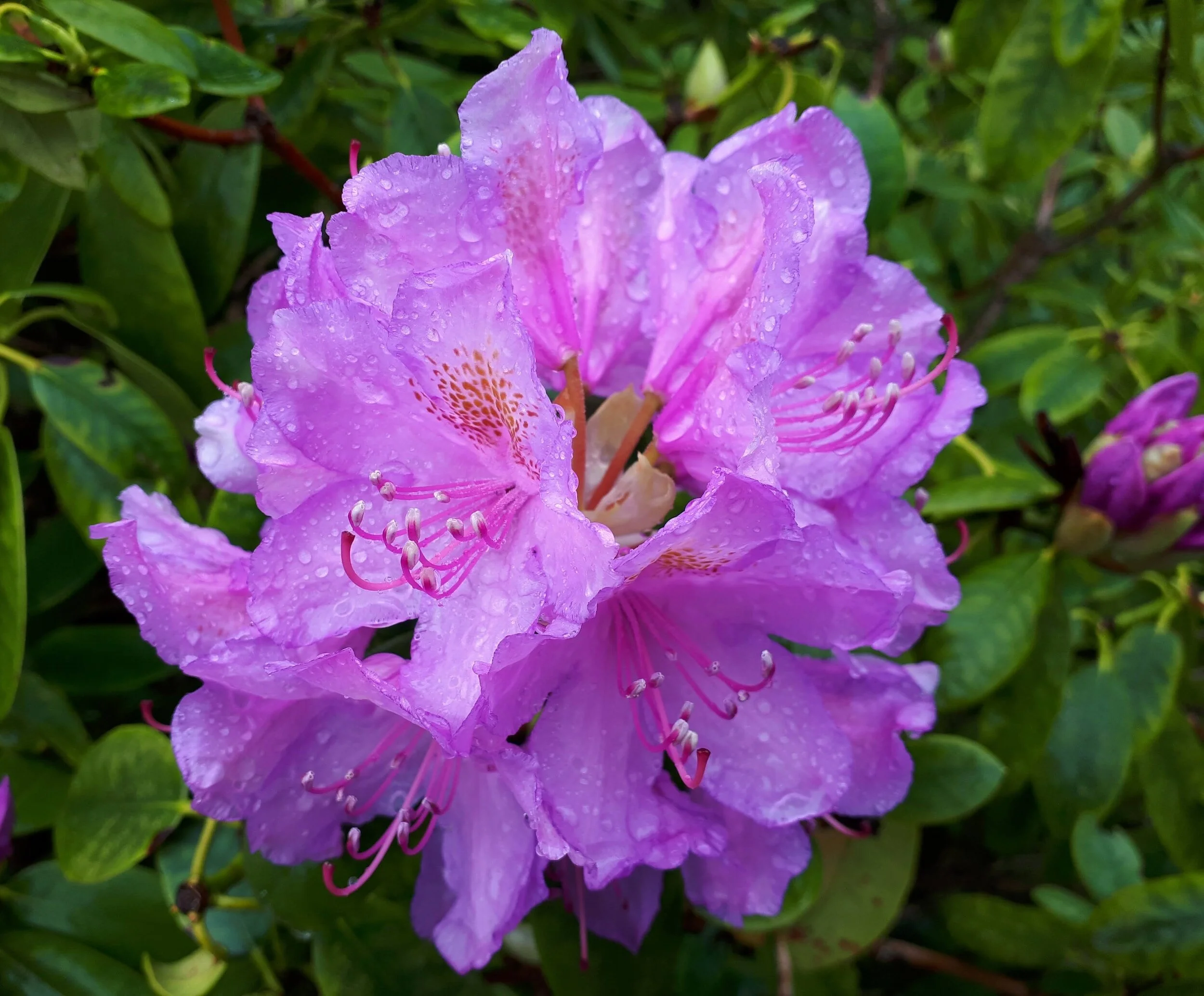 Rhododendron Propagating Instructions – MOGO
