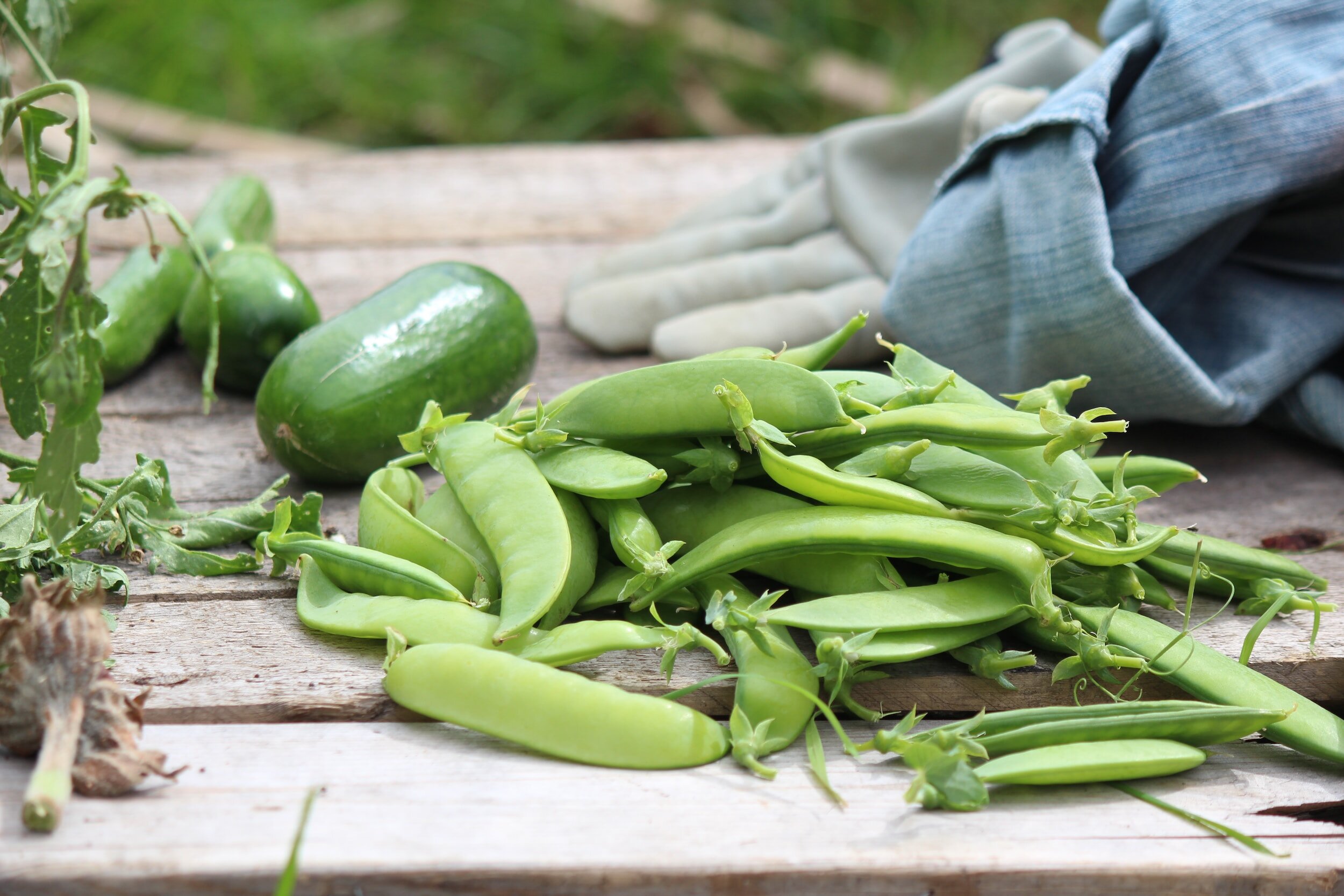 Companion Planting with Peas: Maximizing Your Garden's Potential