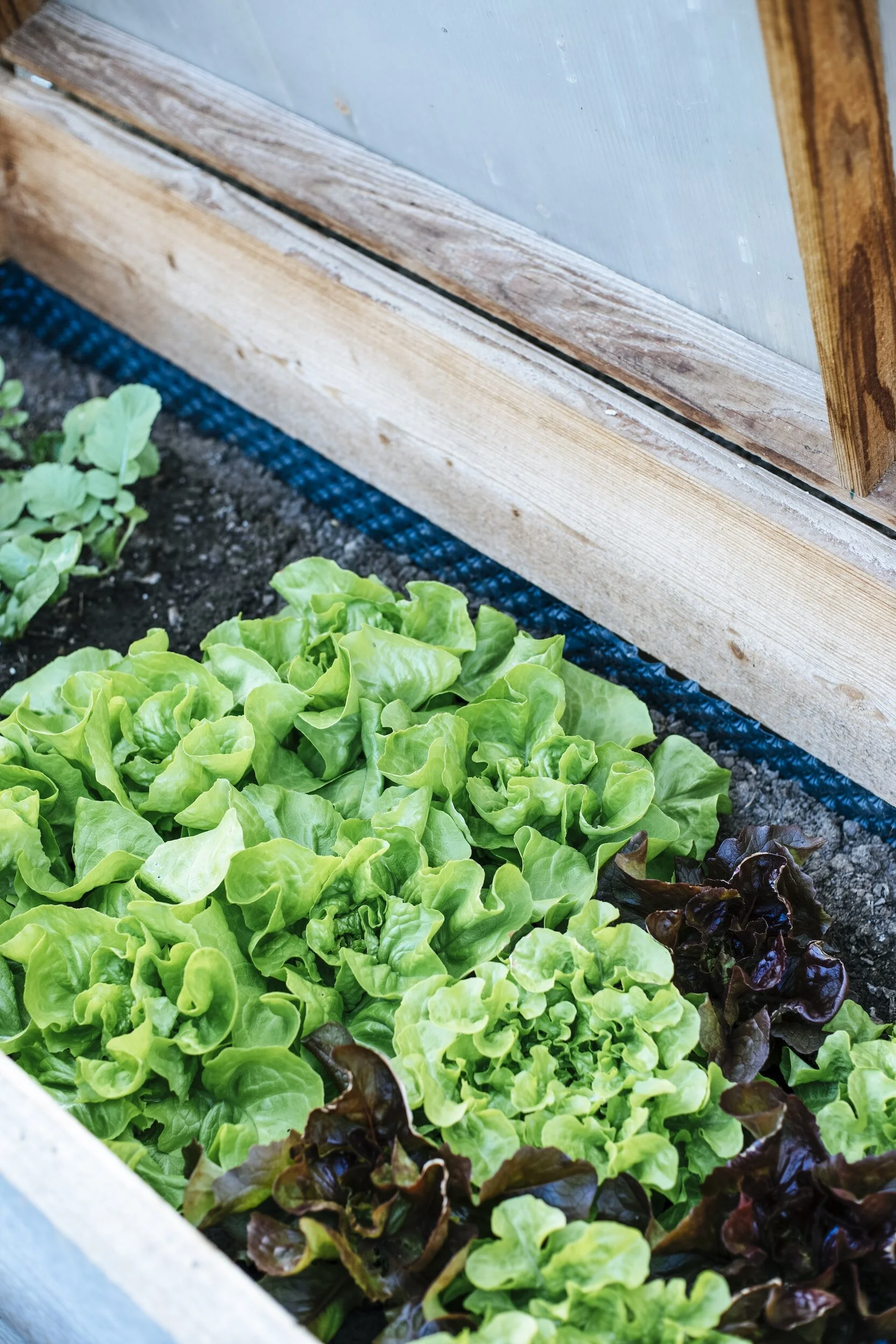 How to Harvest Lettuce Seeds