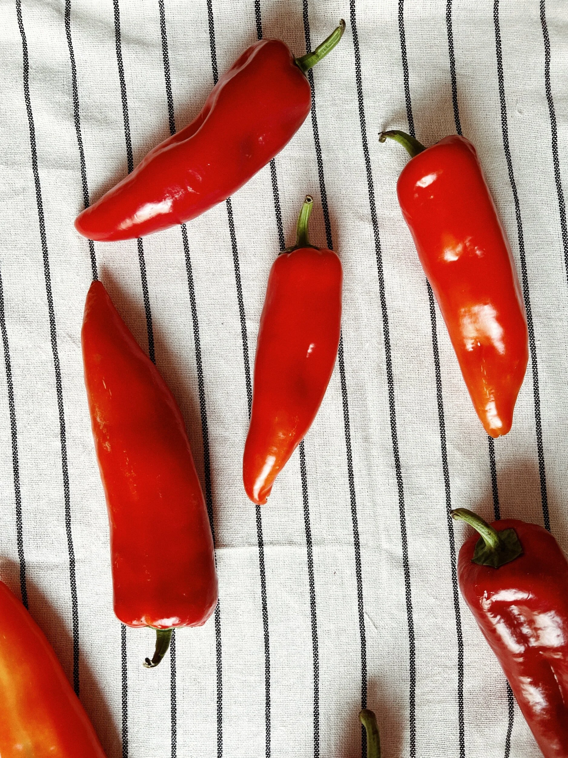 Growing Poblano Peppers From Seed to Harvest — Meadowlark Journal
