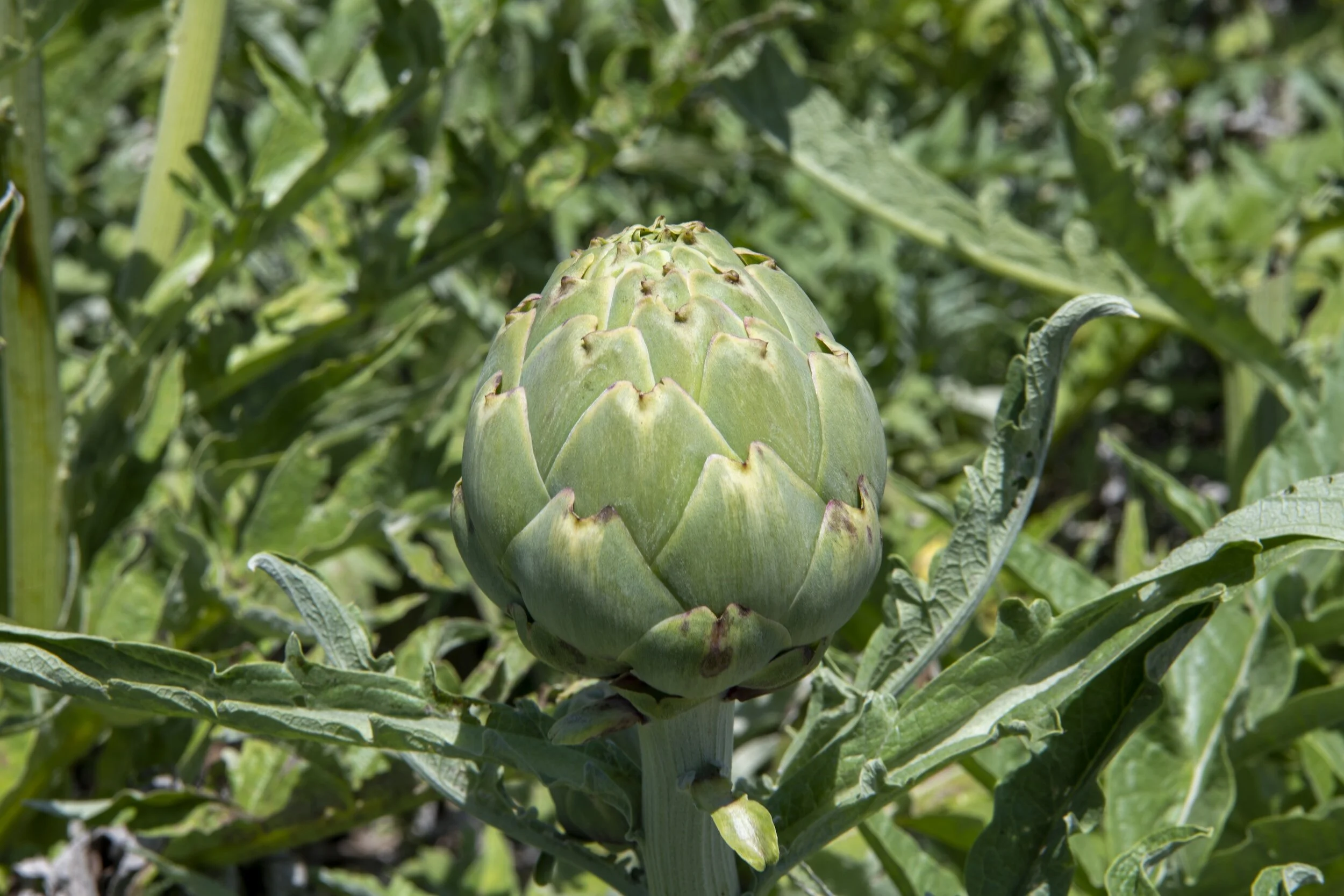 Artichoke Companion Planting The Best and Worst Companions