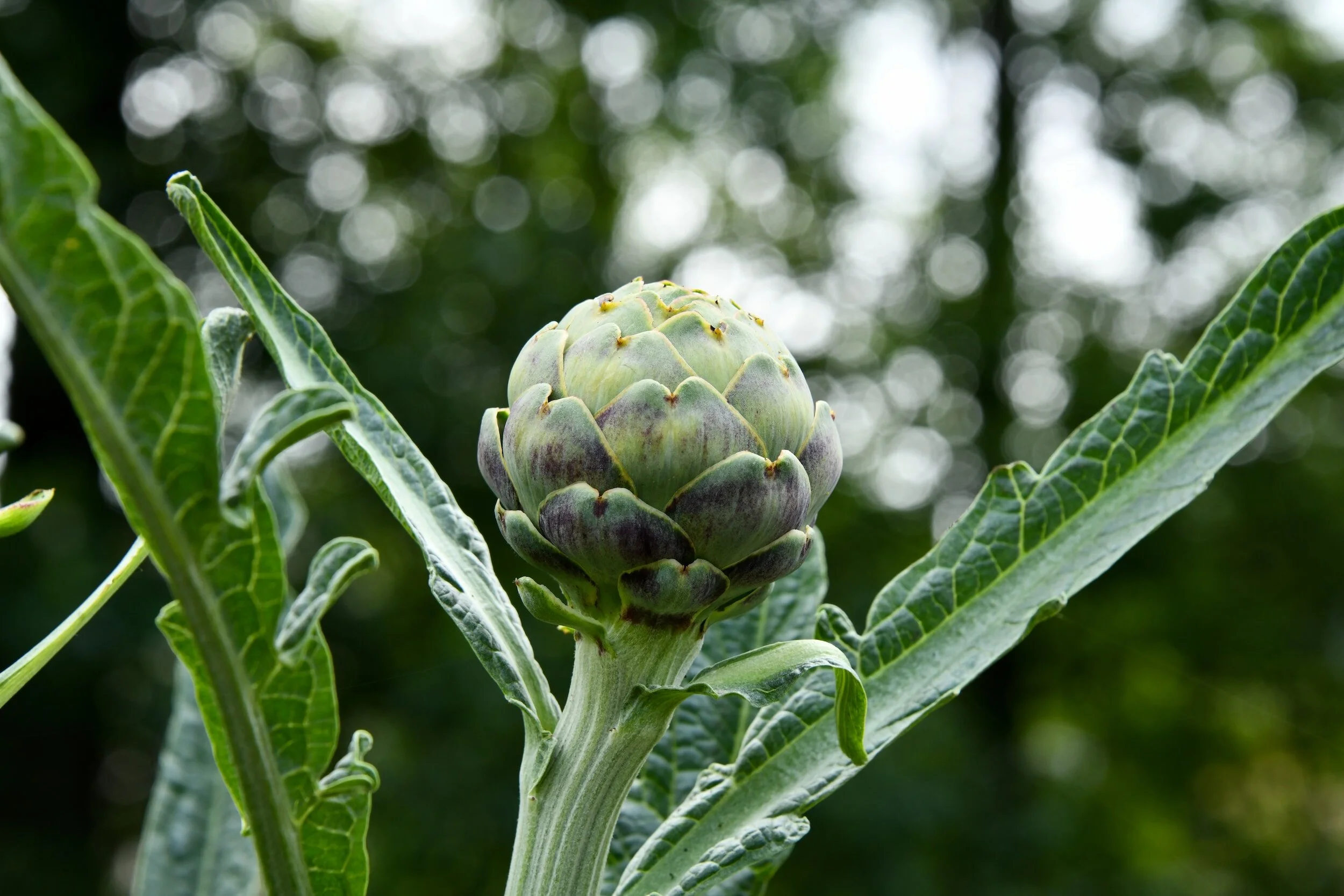 Artichoke Companion Planting: The Best and Worst Companions