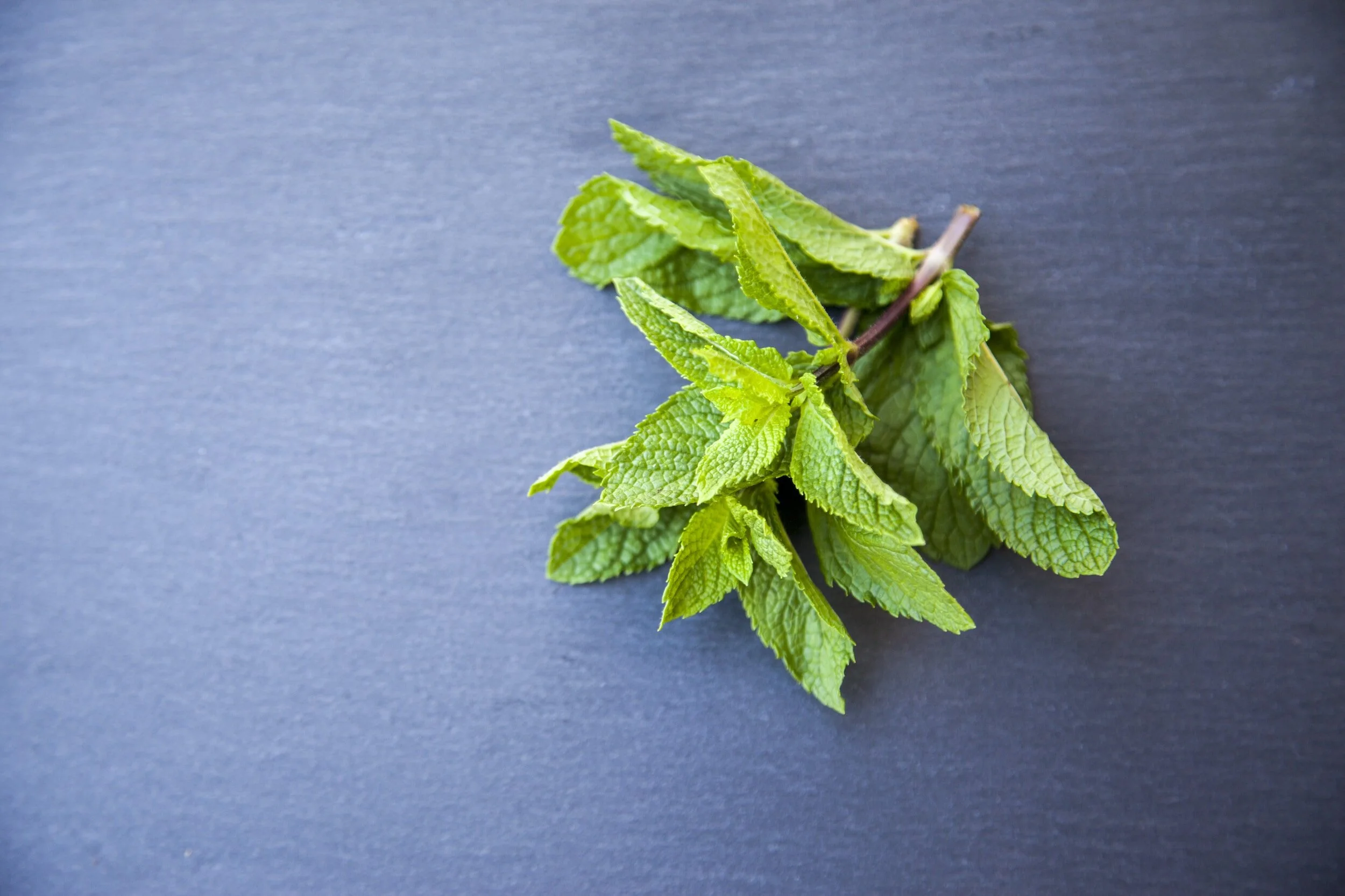 Growing Mint from Cuttings Easy StepbyStep Guide — Meadowlark Journal