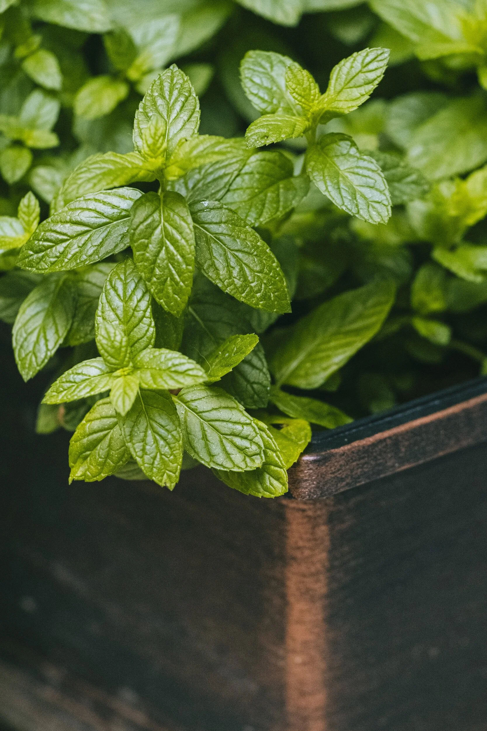 Growing Mint from Cuttings Easy StepbyStep Guide — Meadowlark Journal
