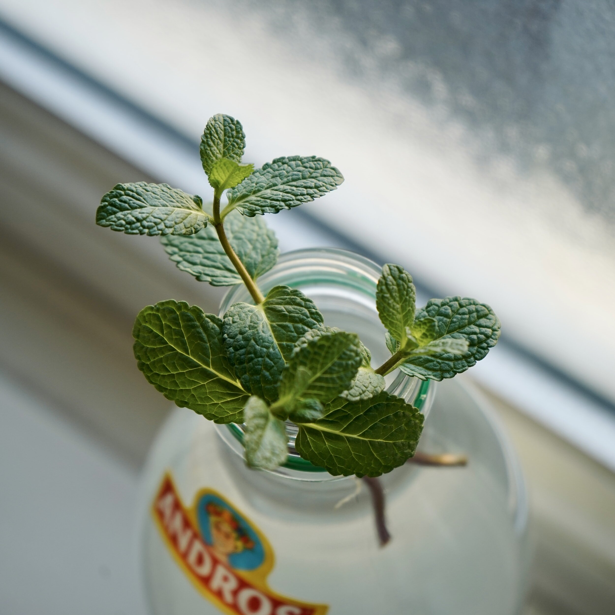 Growing Mint from Cuttings: Easy Step-by-Step Guide — Meadowlark