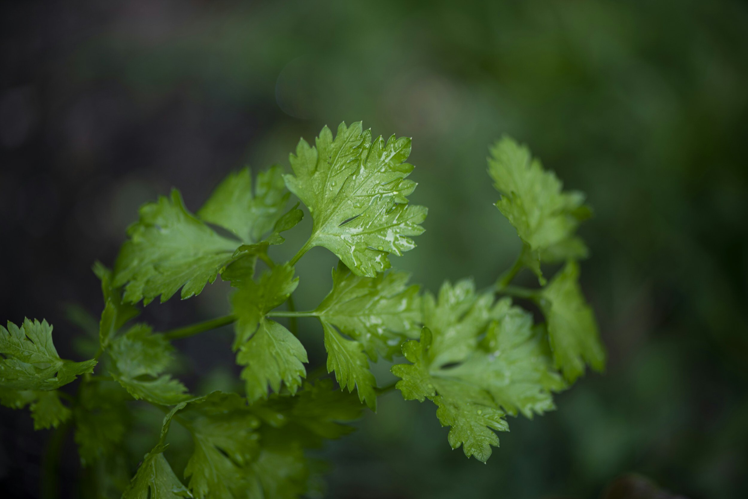 Parsley's Perfect Partners Companion Planting for Parsley — Meadowlark