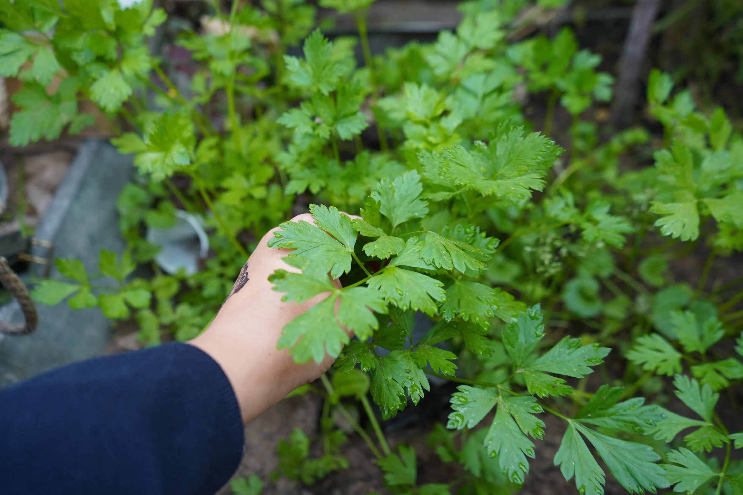 Parsley's Perfect Partners Companion Planting for Parsley — Meadowlark