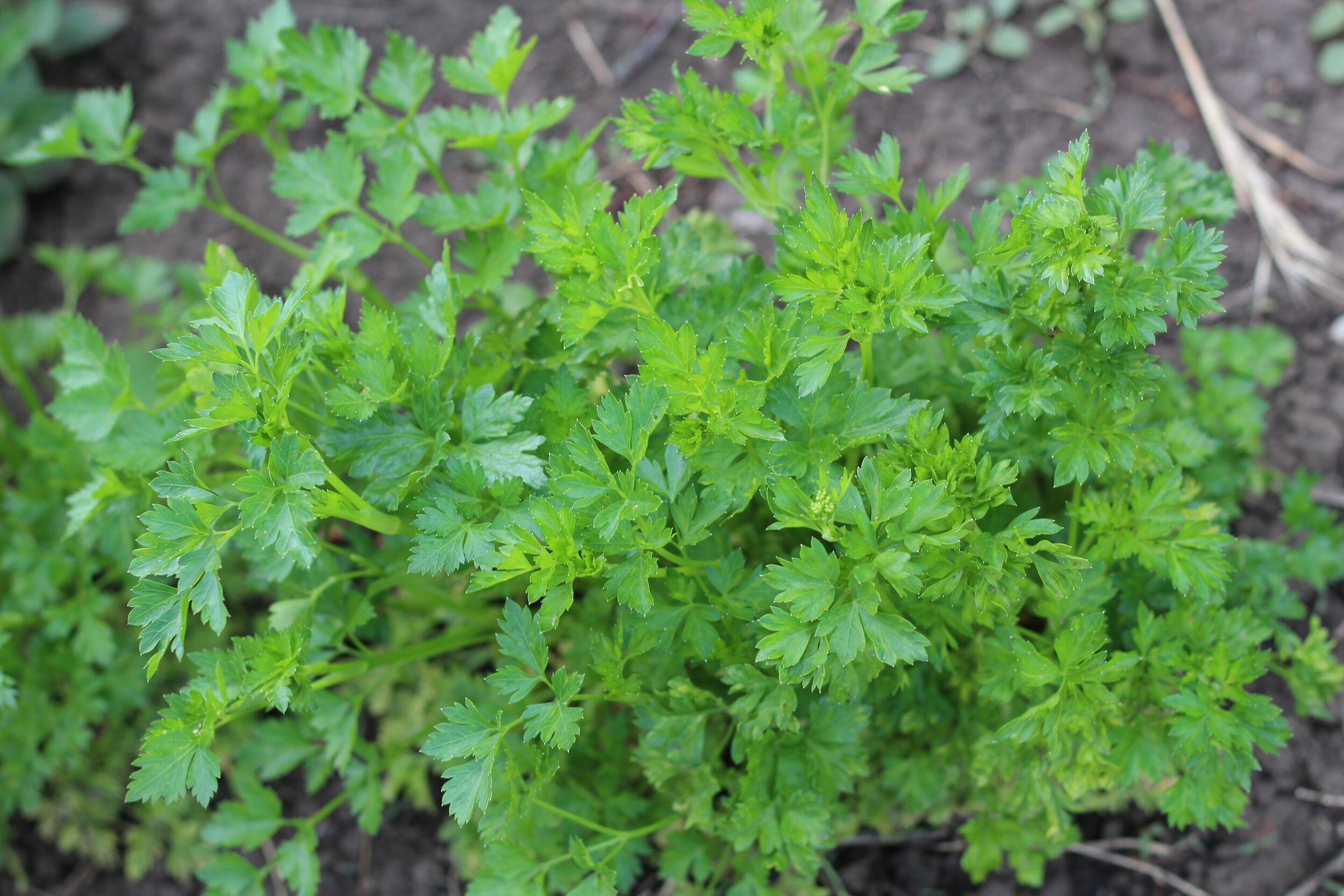 Companion Planting for Parsley: Parsley's Perfect Partners
