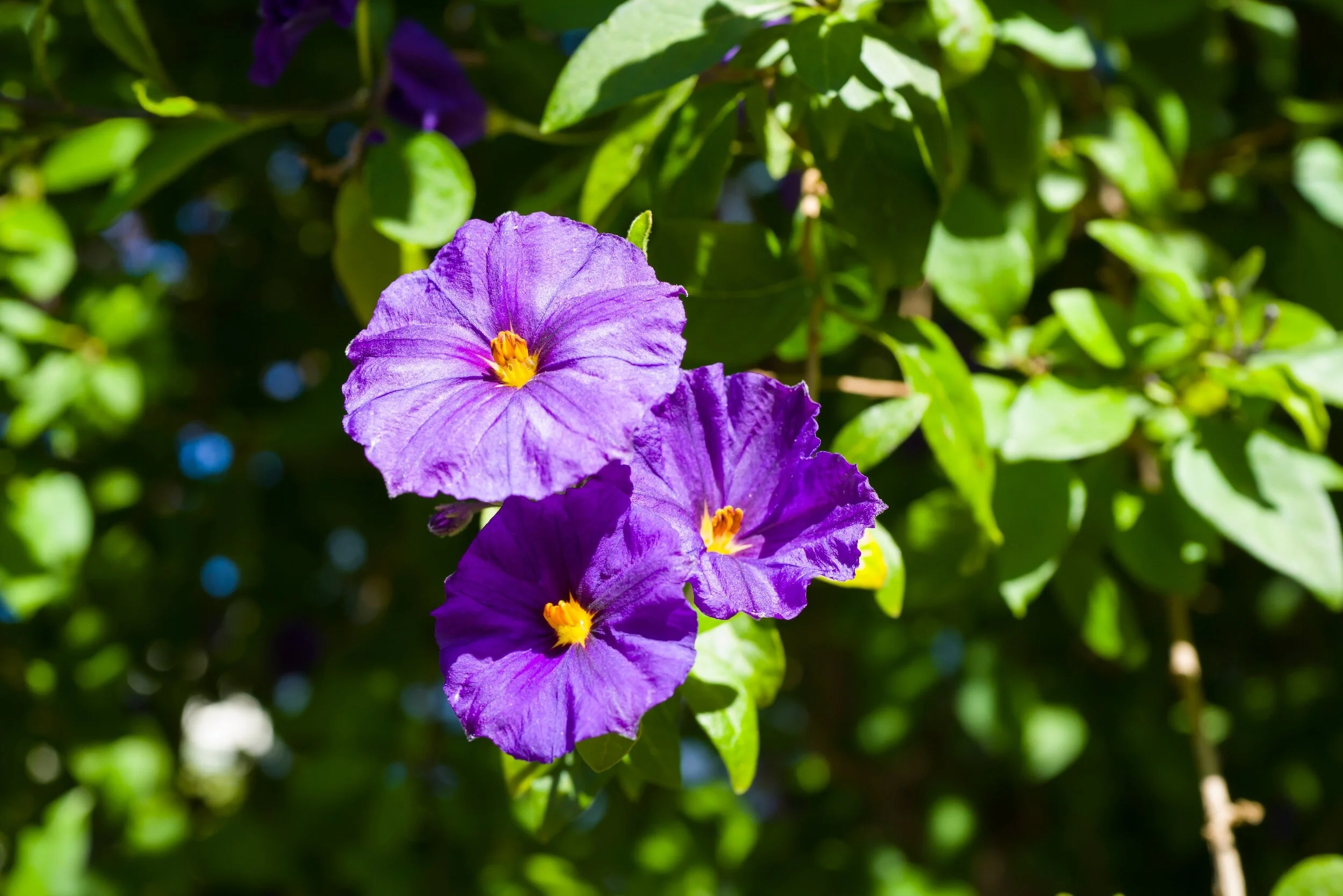 The Secret Life of Potato Flowers