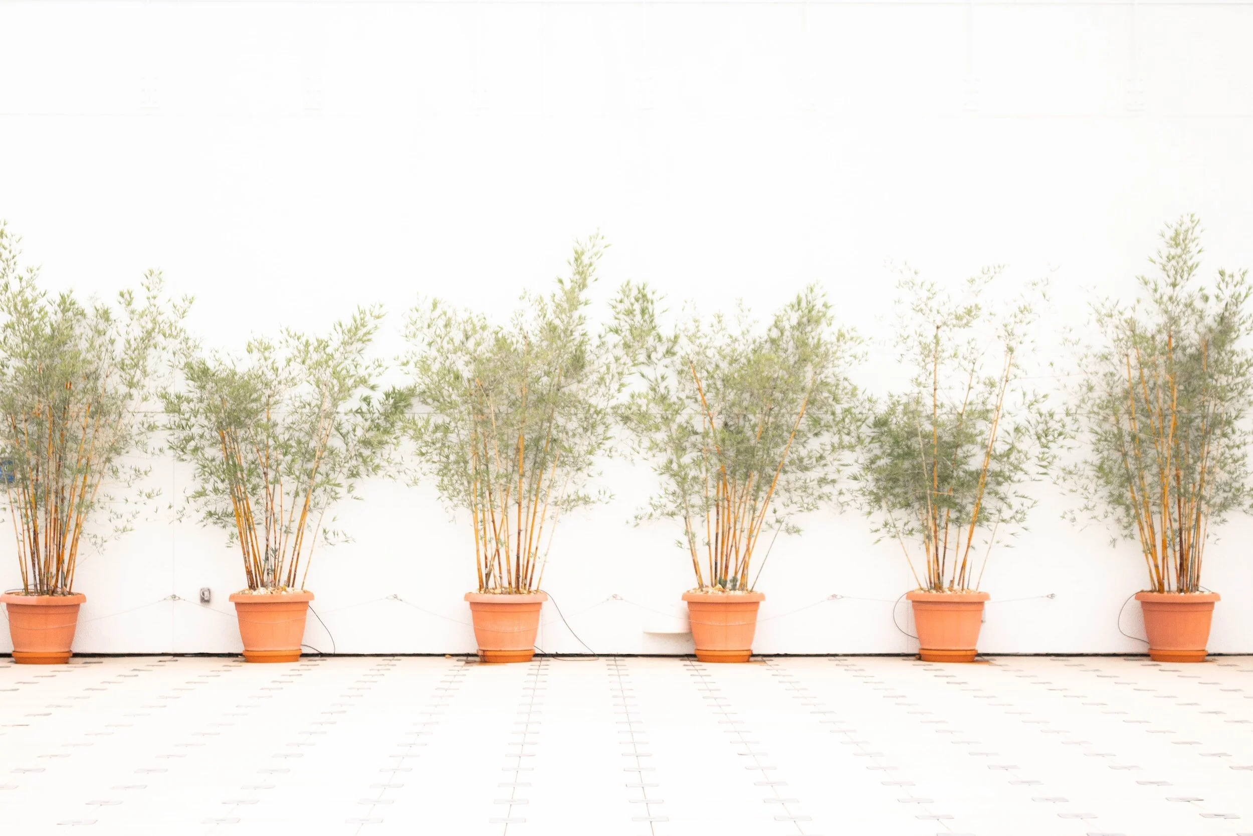 How to Grow Bamboo in Pots A Simple Guide — Meadowlark Journal