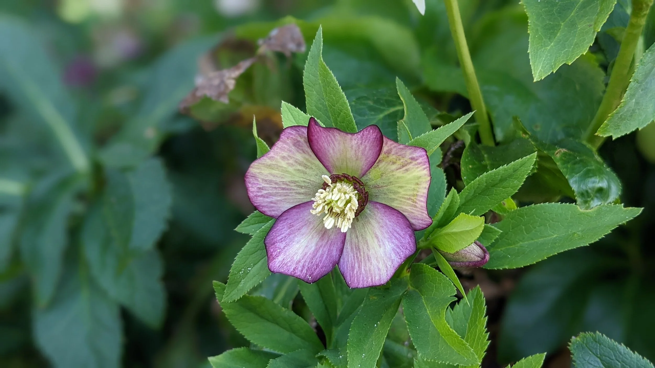 How to Grow Hellebores in Pots