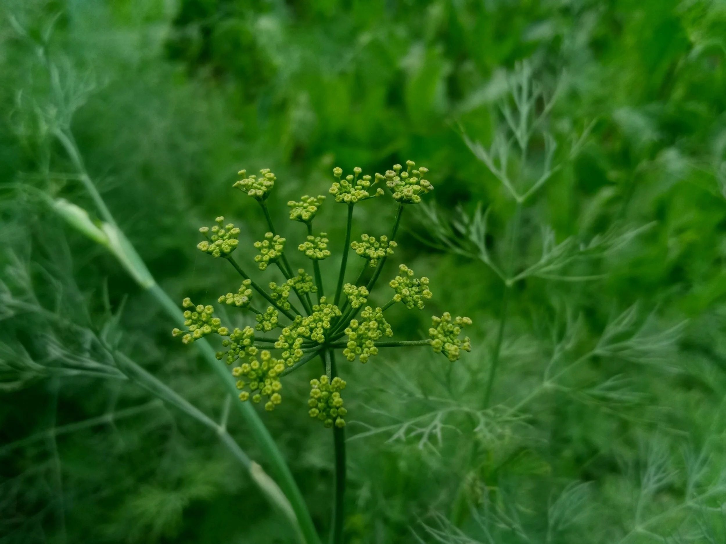 A Guide to Companion Planting with Fennel — Meadowlark Journal
