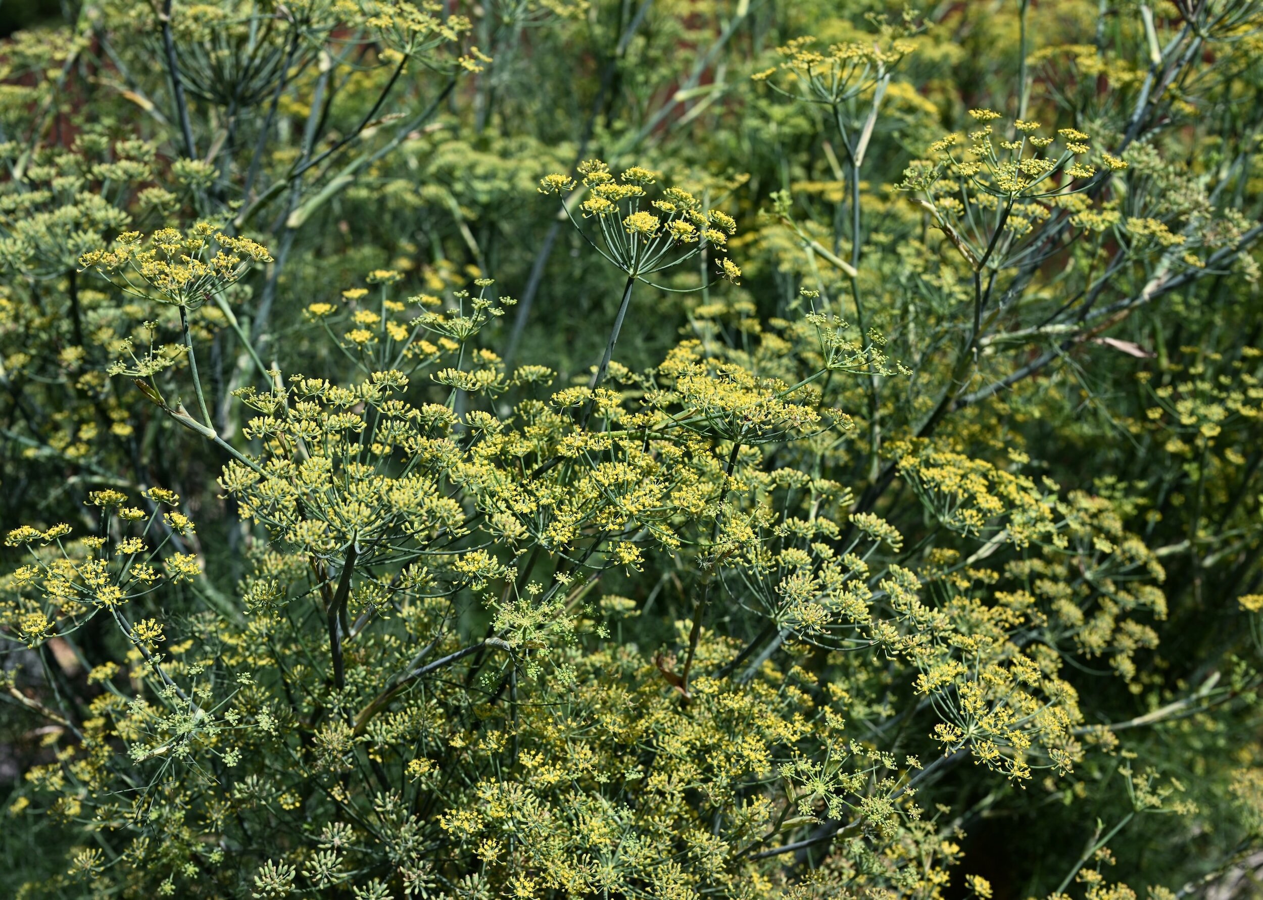 A Guide to Companion Planting with Fennel — Meadowlark Journal