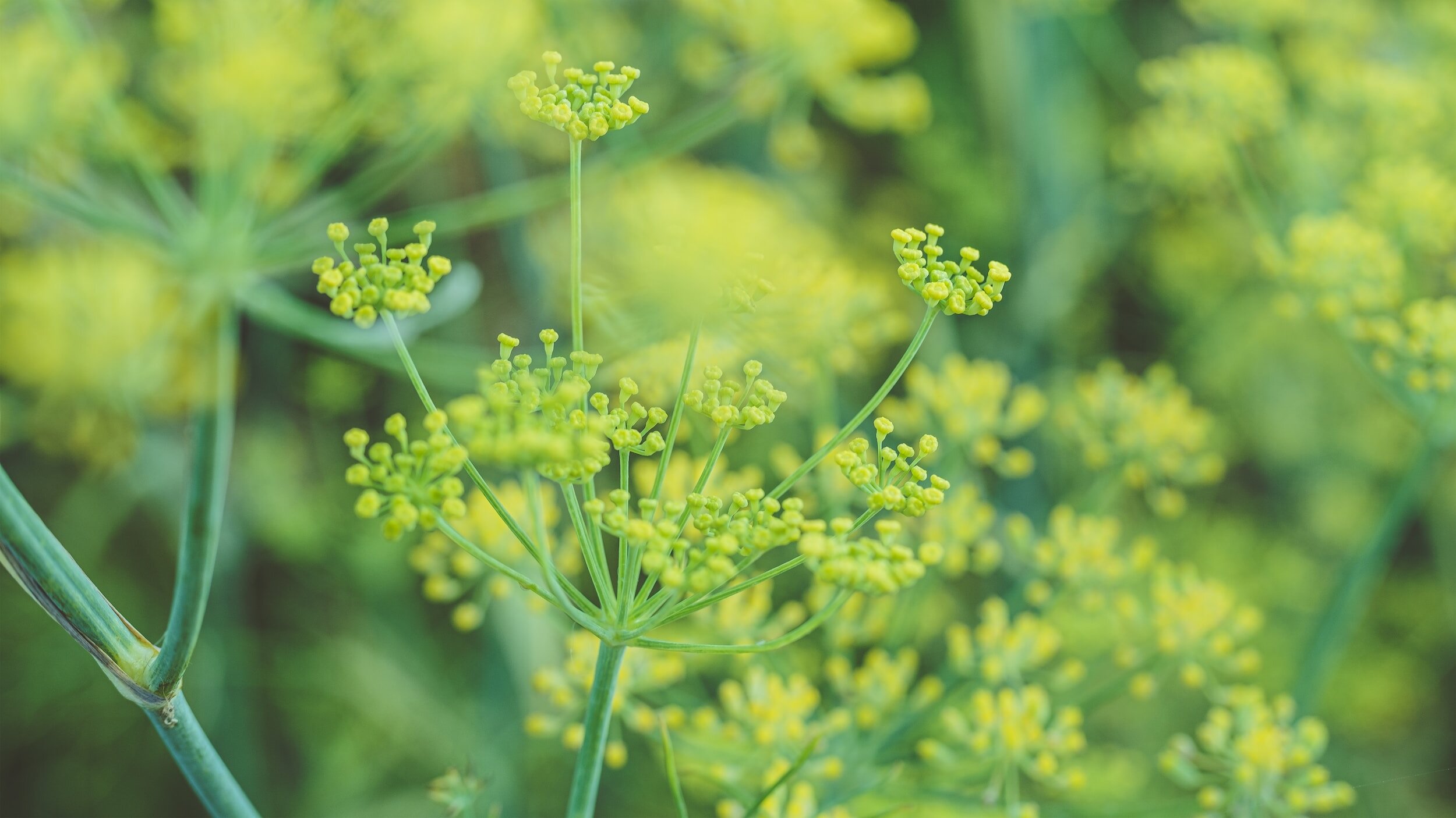 A Guide to Companion Planting with Fennel
