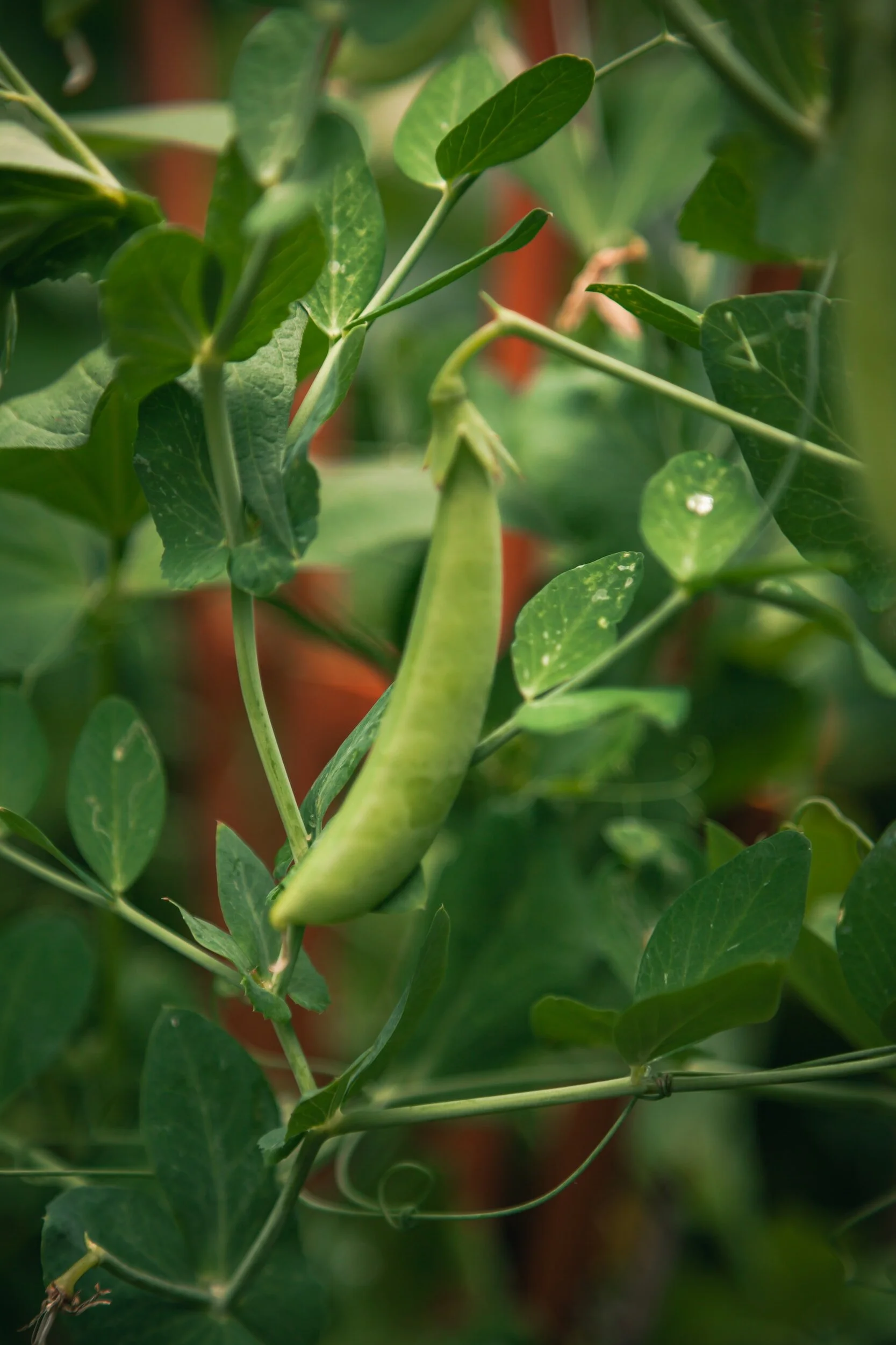 The Ultimate Guide to Growing Peas in Pots