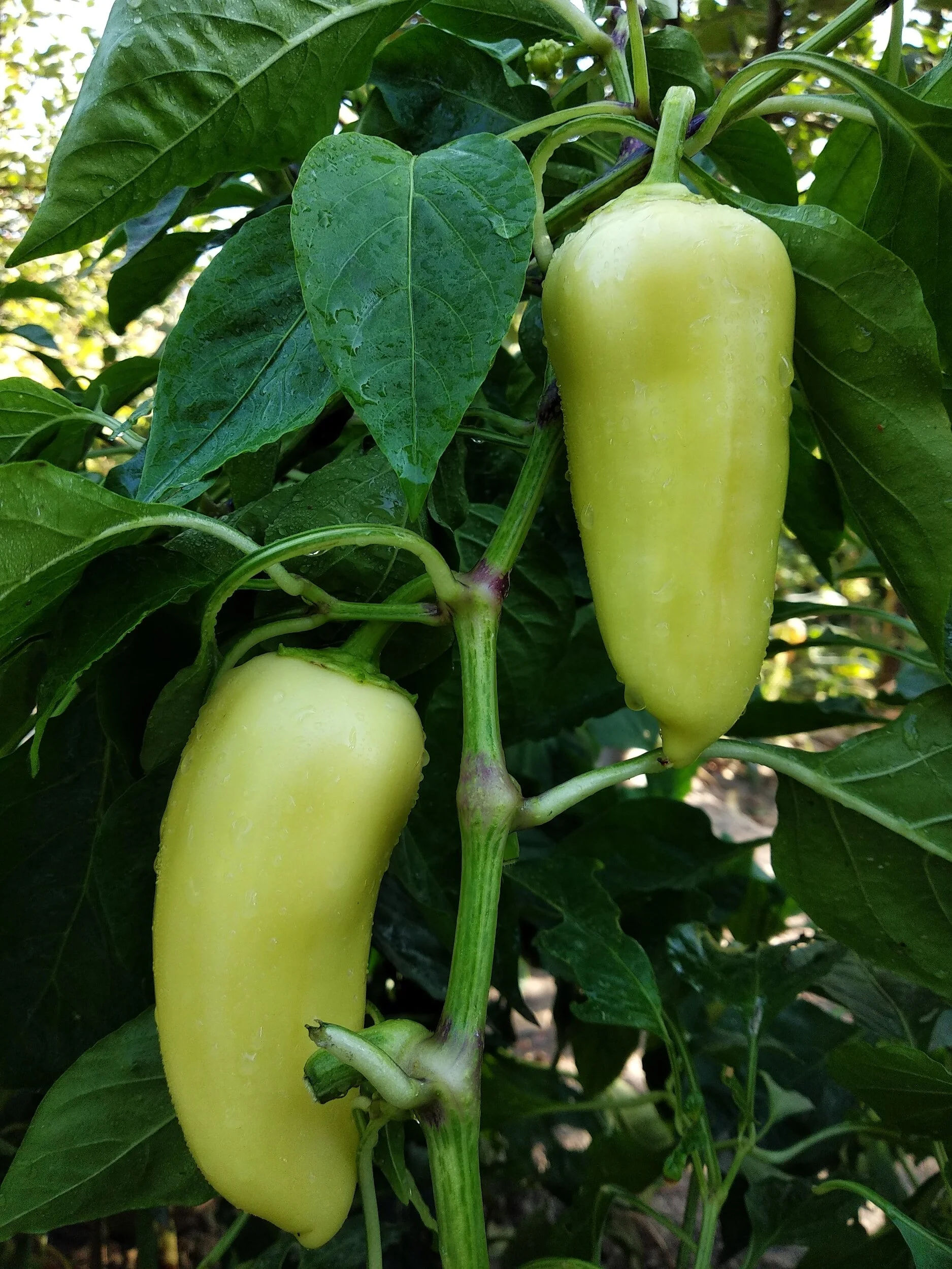 Growing Jalapeños in Pots: A Spicy Addition to Your Garden