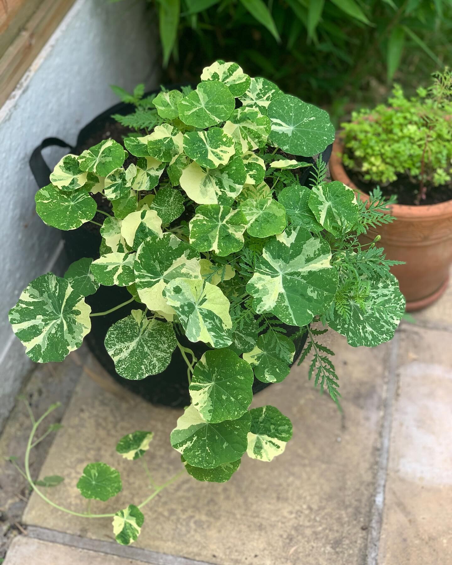 Doing a little garden planning for the year and realizing nasturtiums are one of my all time favorite things to grow. The best part being you can eat every bit of the plant, from seed to leaf to flower! They are also an amazing companion plant, attra