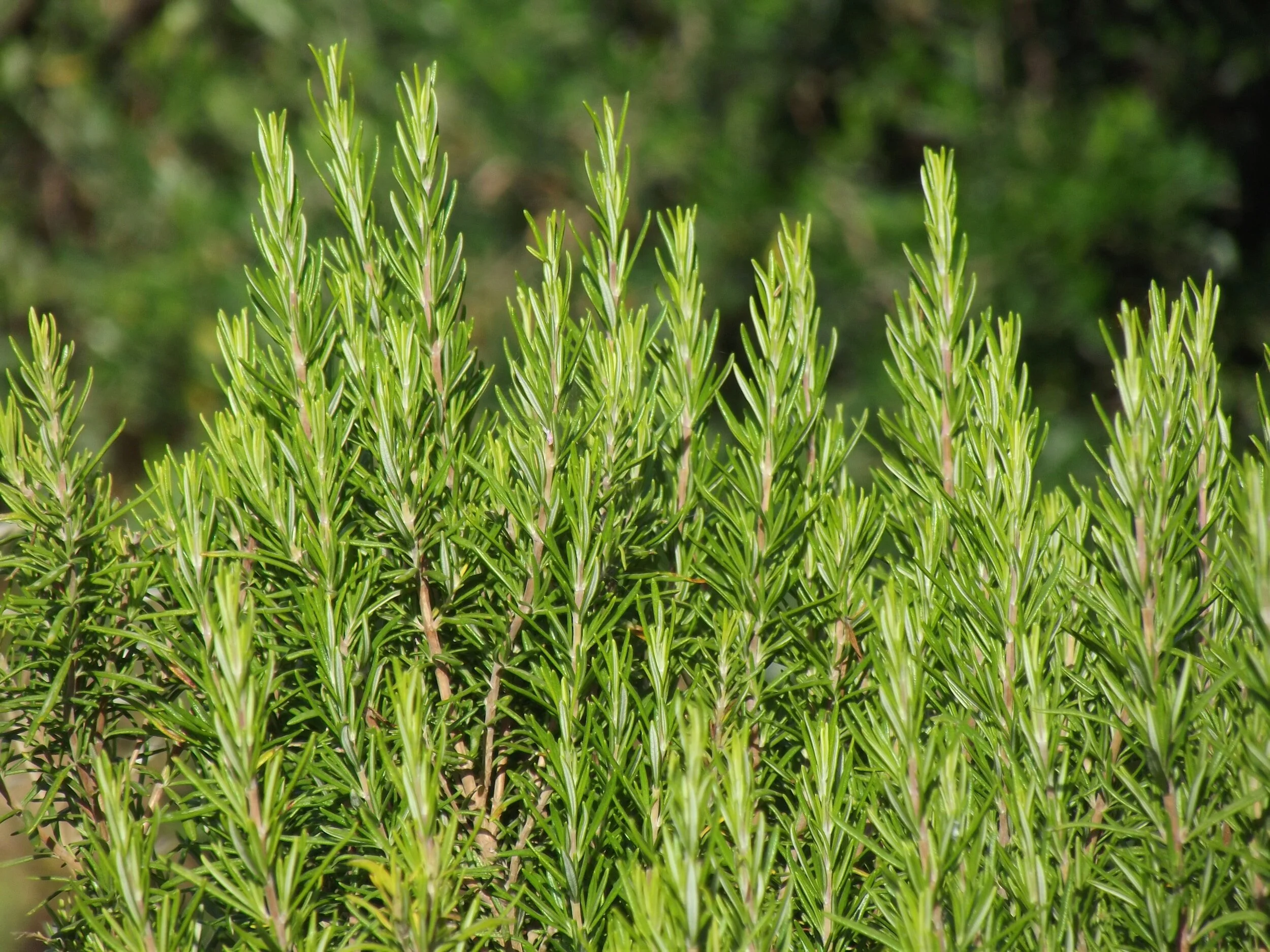 Rosemary Companion Plants Enhancing Your Garden's Health — Meadowlark